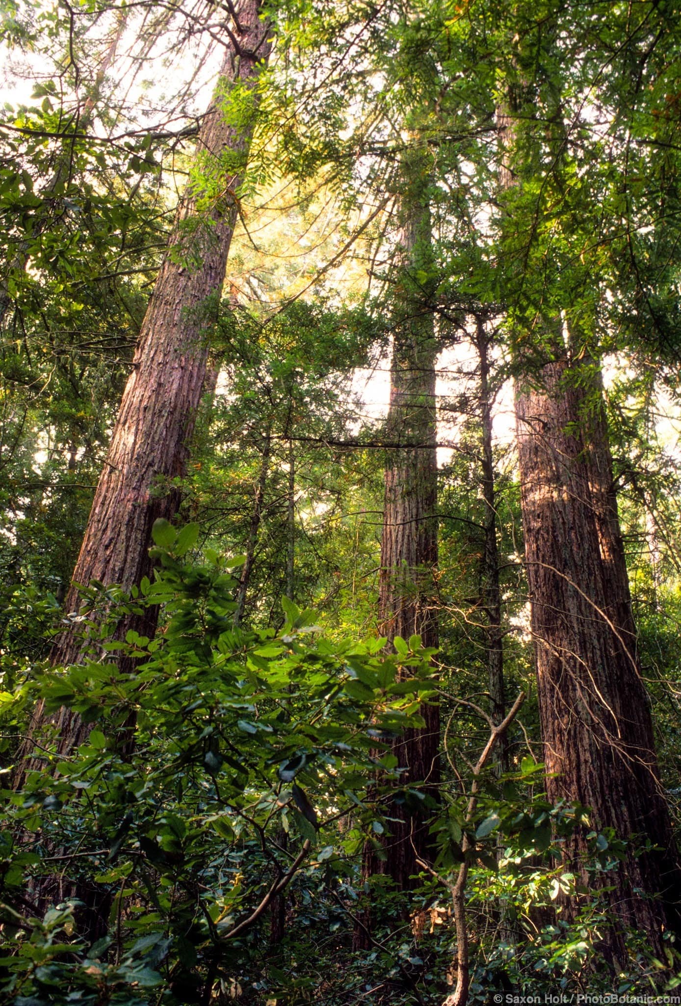 Evergreen forest trees