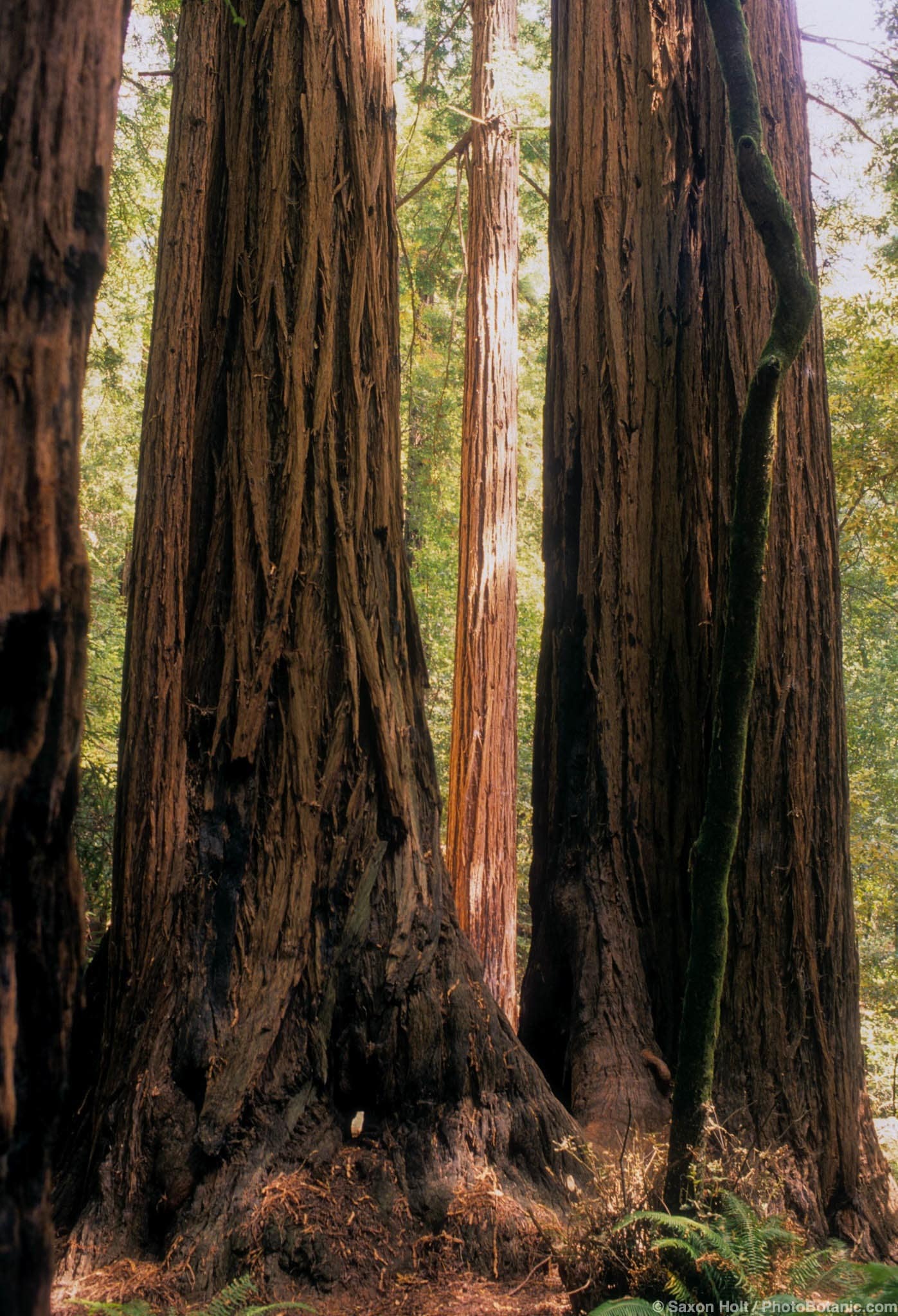 Sequoia sempervirens