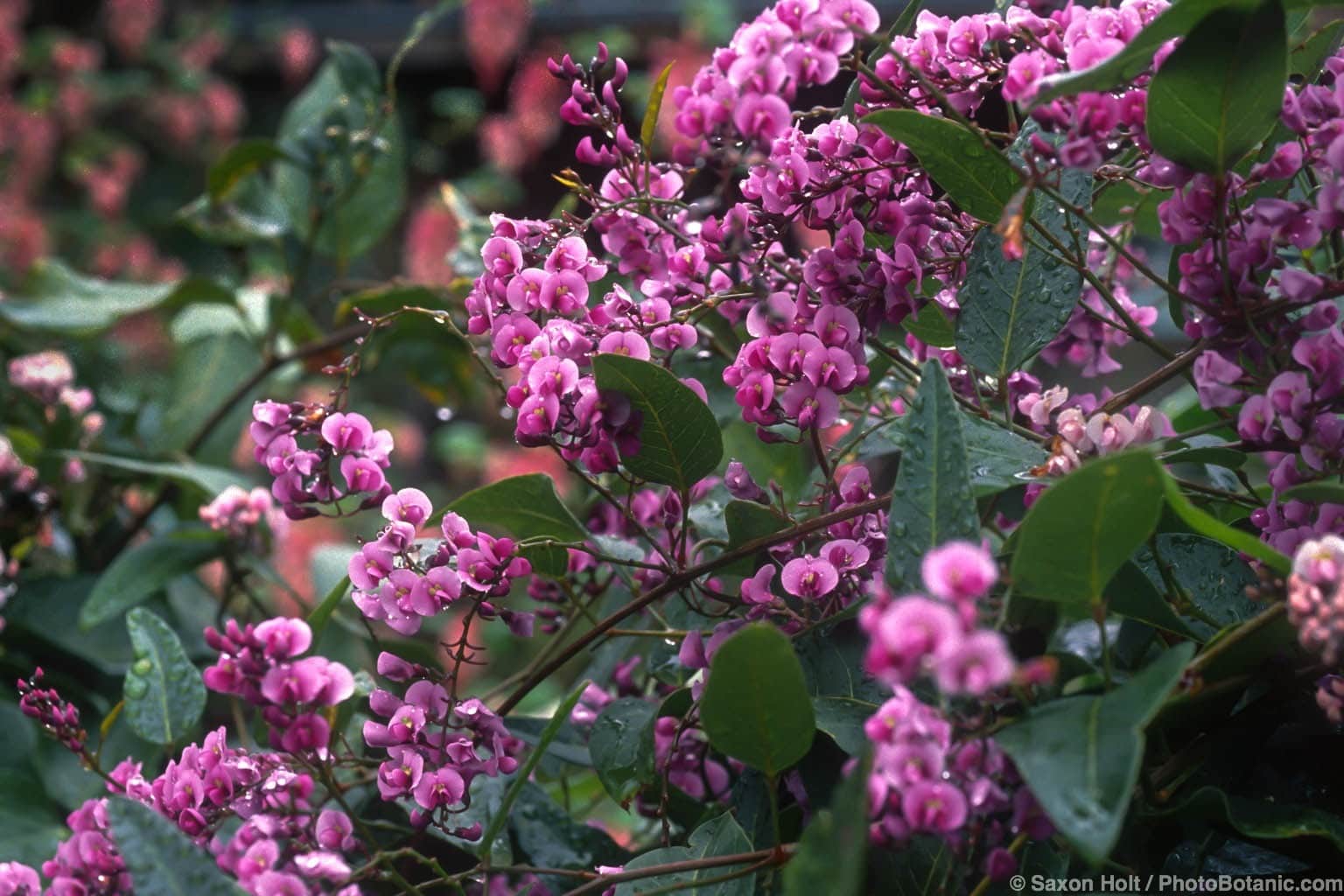 Hardenbergia violacea