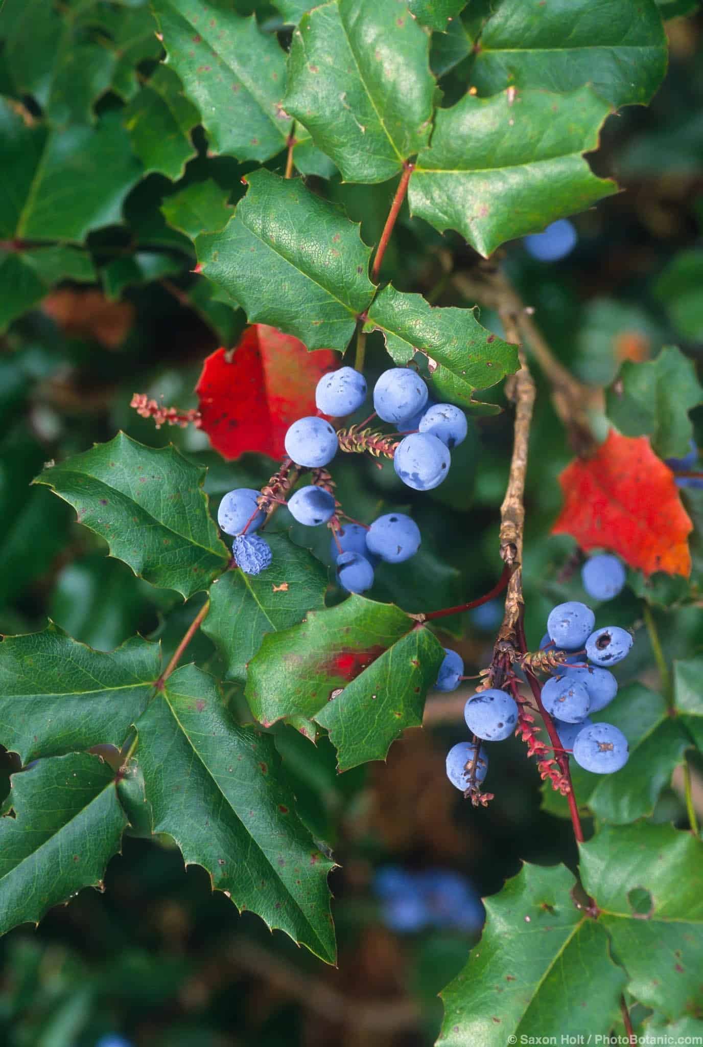 Mahonia aquifolium