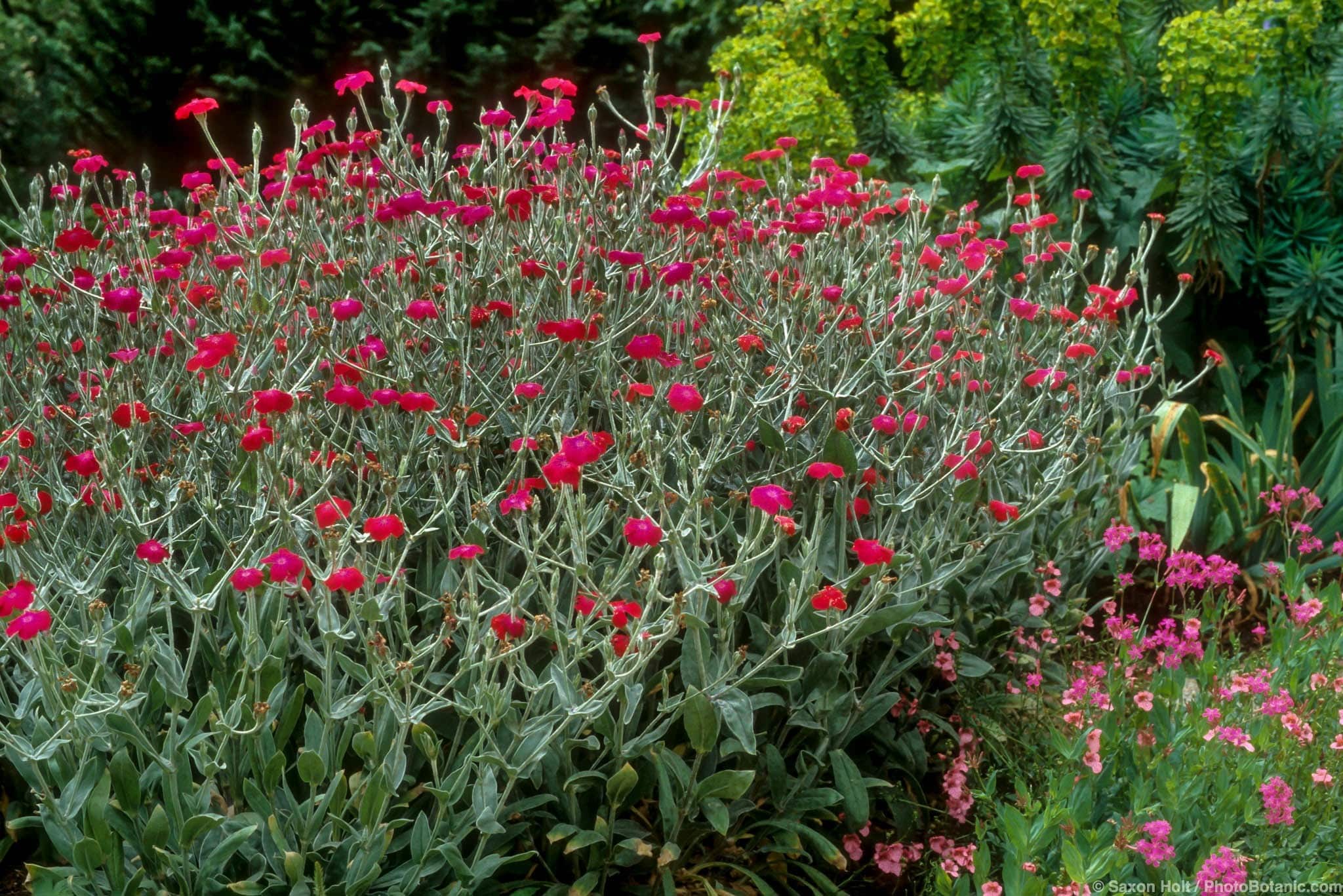 Lychnis coronaria