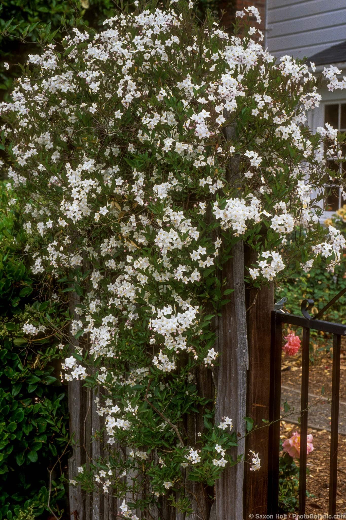 Solanum jasminoides