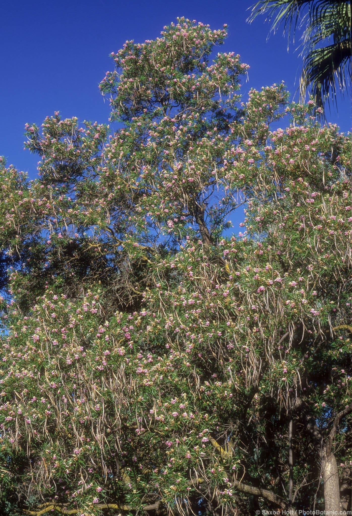 Chilopsis linearis