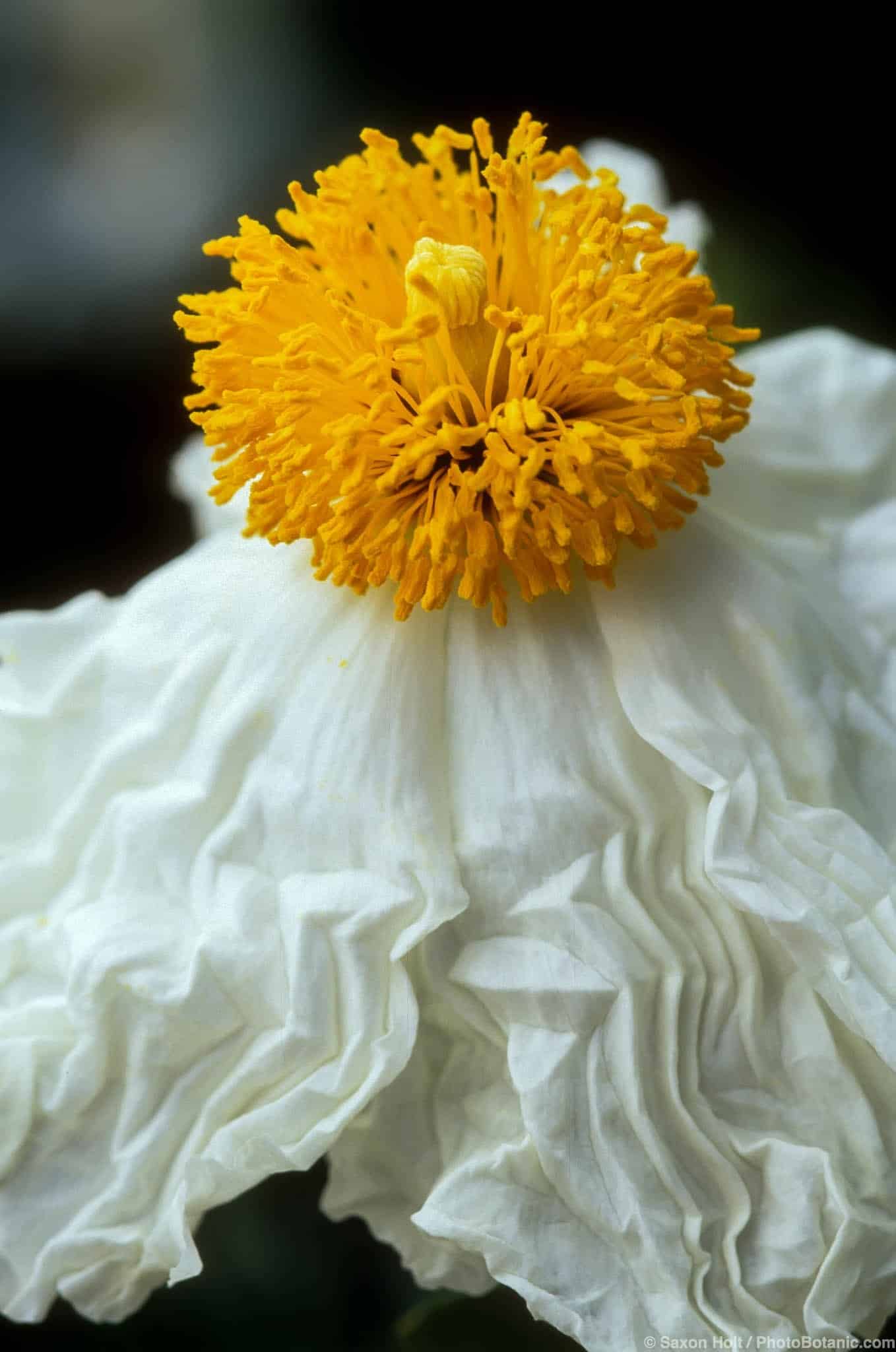 Romneya coulteri