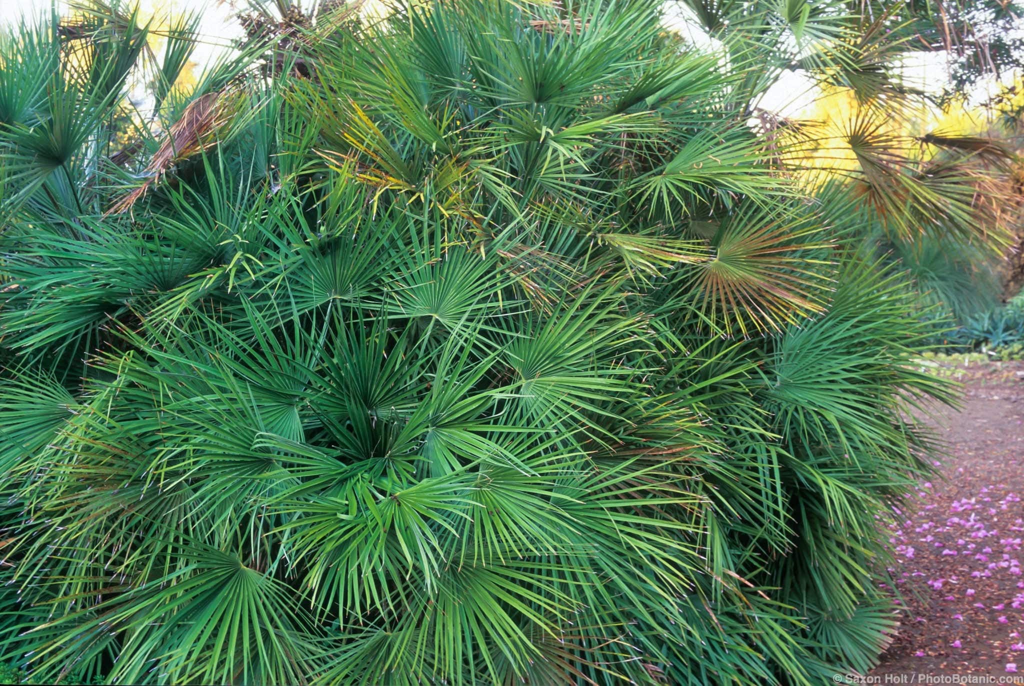 Chamaerops humilis