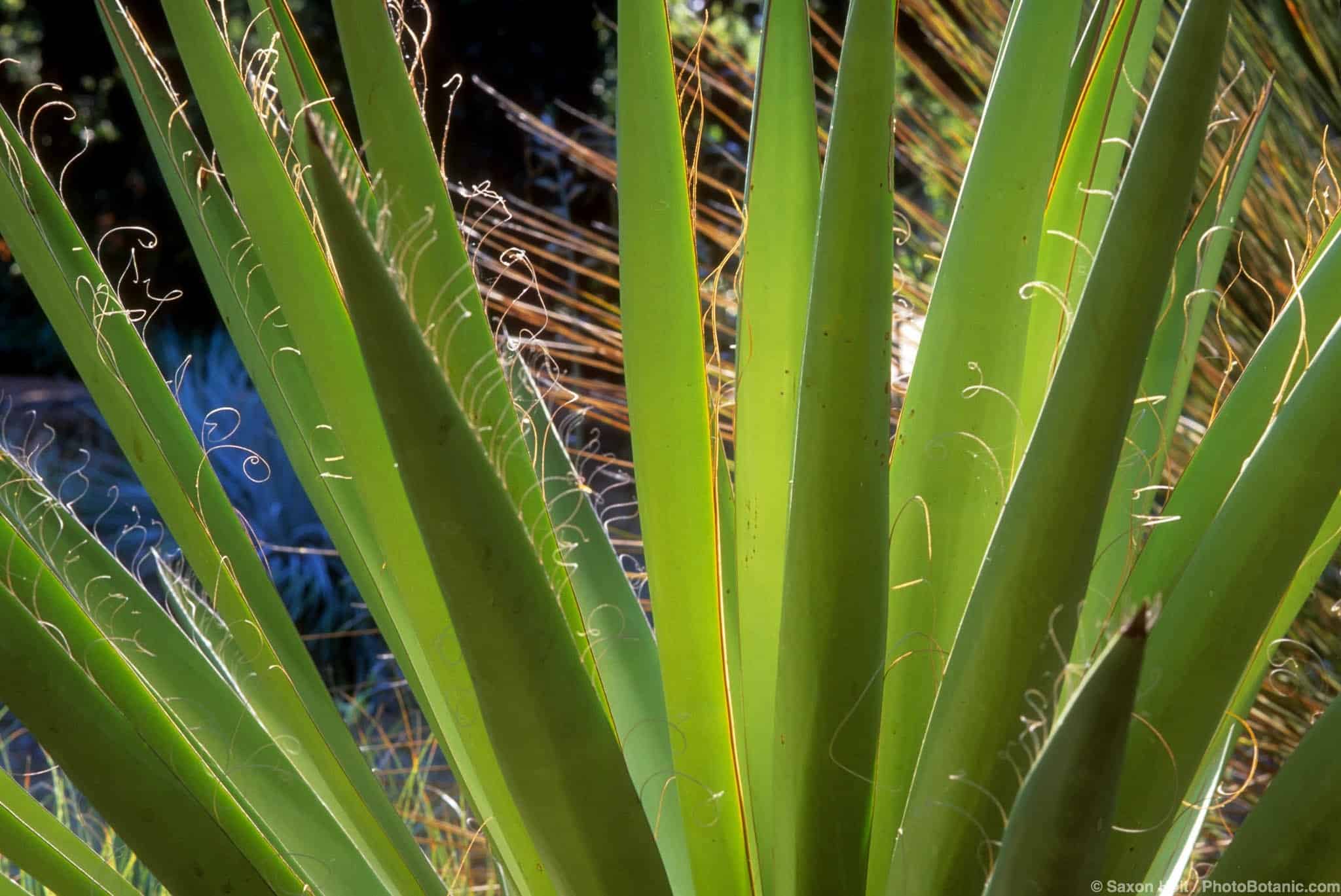 Yucca carnerosama