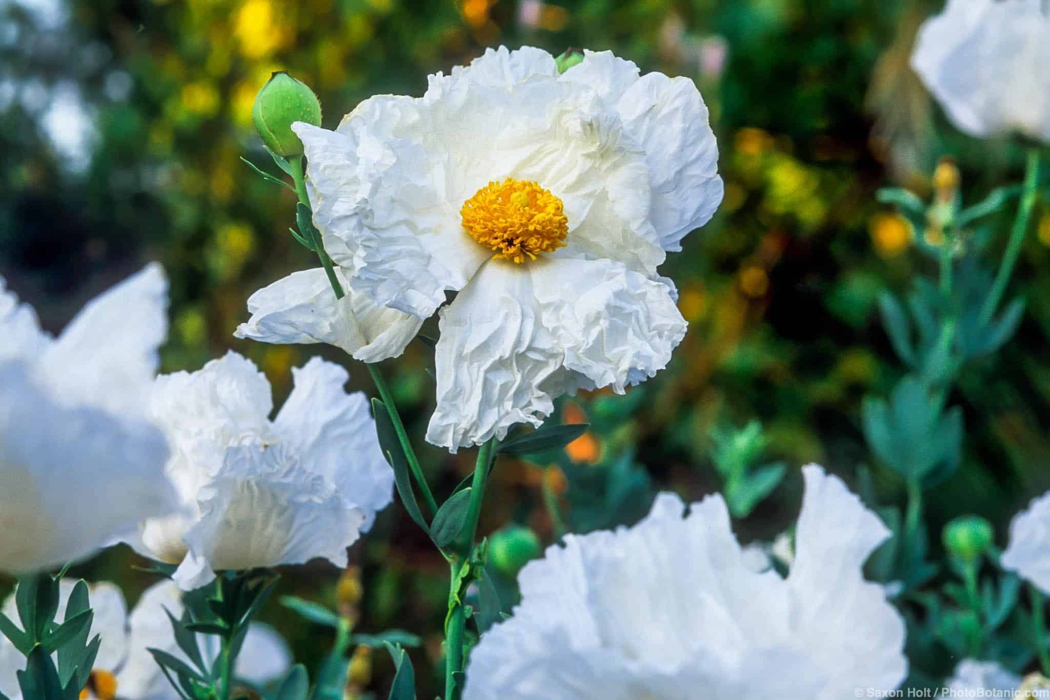 Romneya coulteri