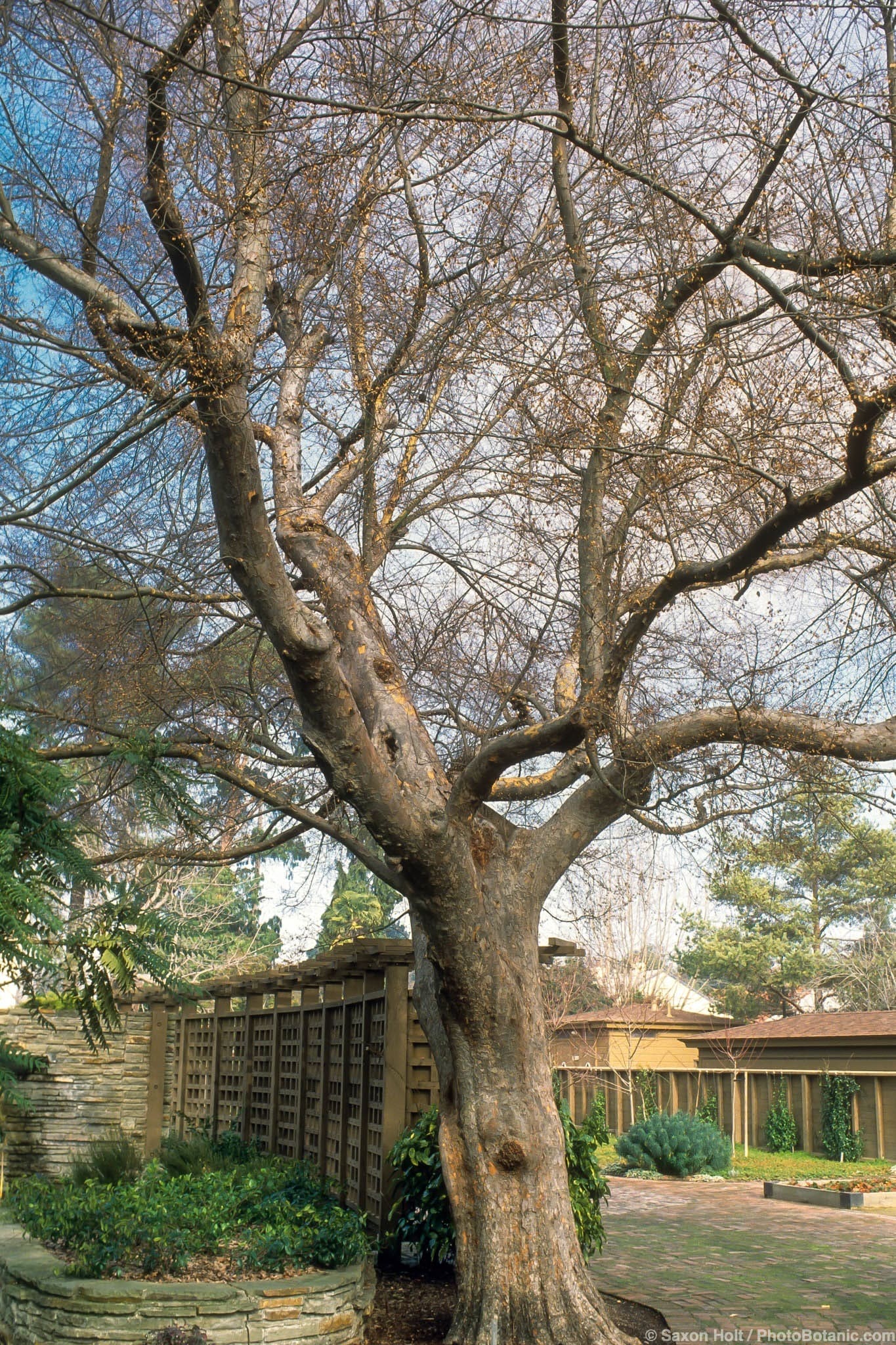 Ulmus parvifolia