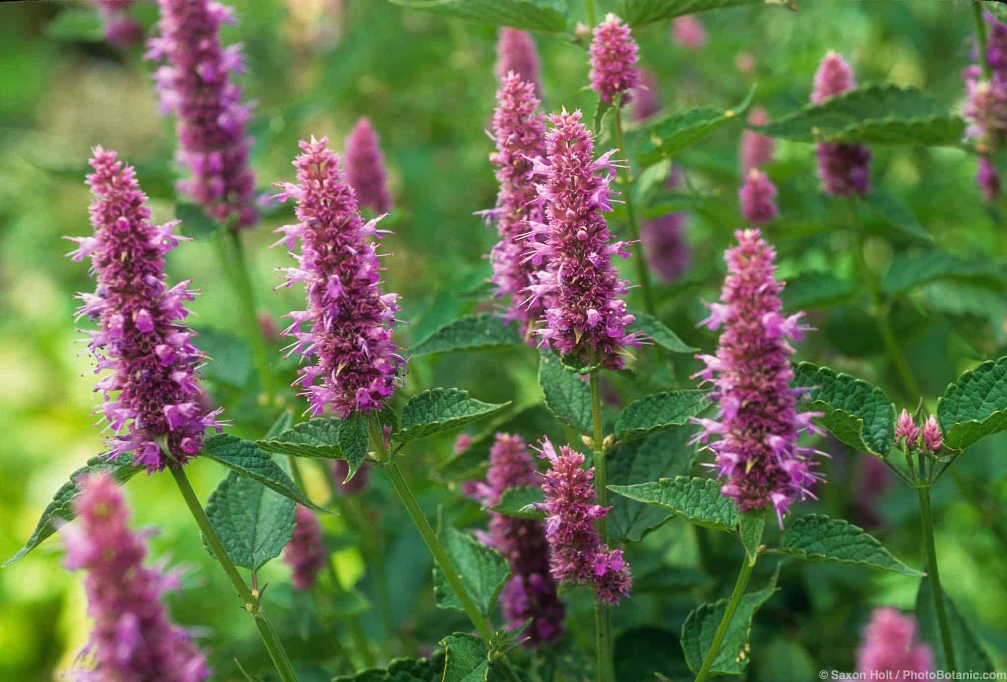 Agastache foeniculum