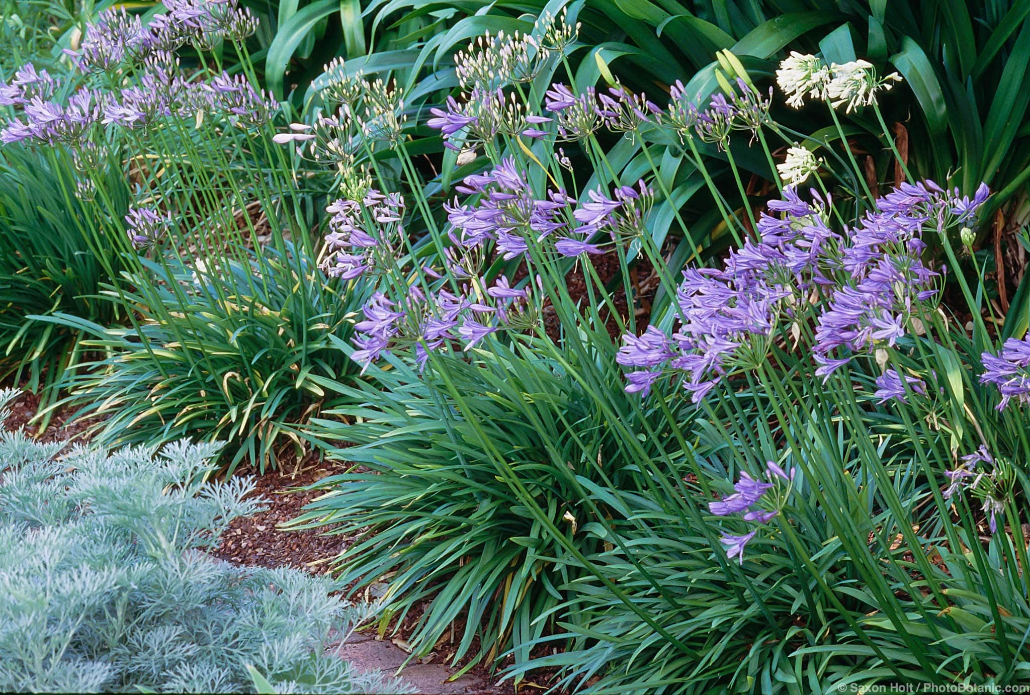 Agapanthus africanus