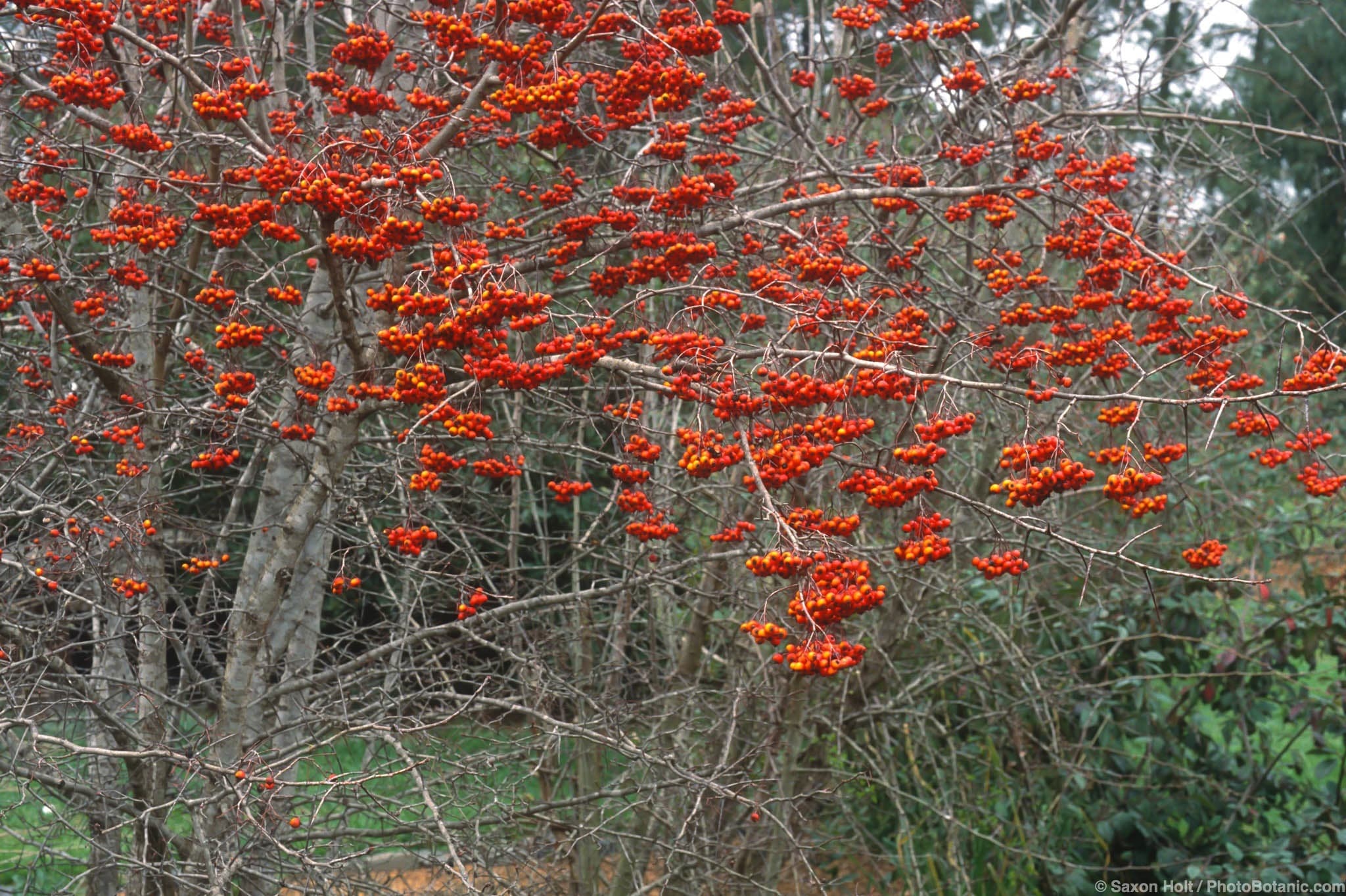 Crataegus phaenopyrum