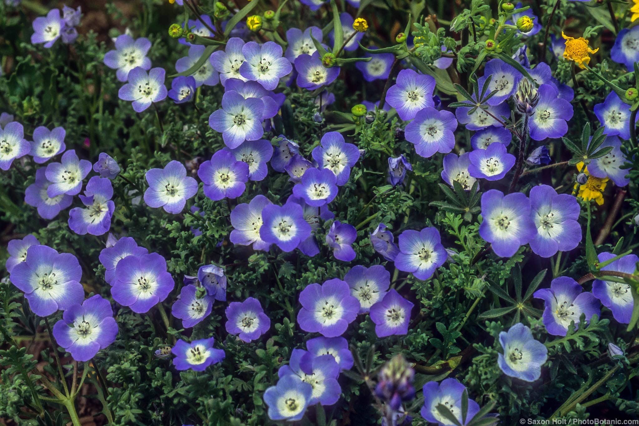 Nemophila menziesii