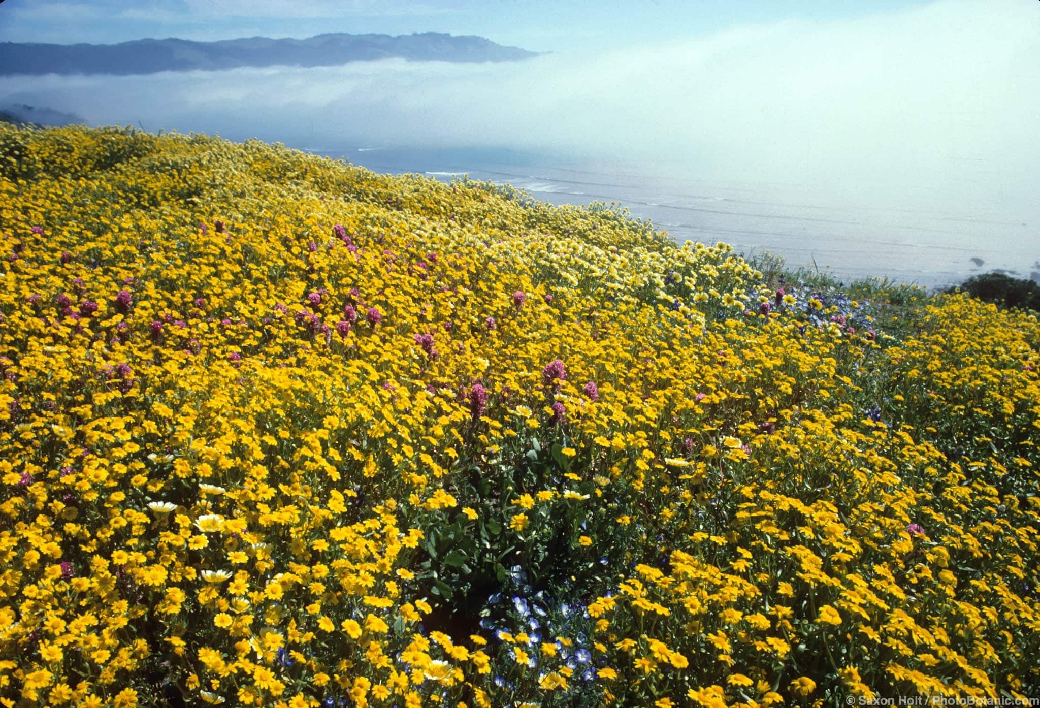 Native wildflower meadow mix