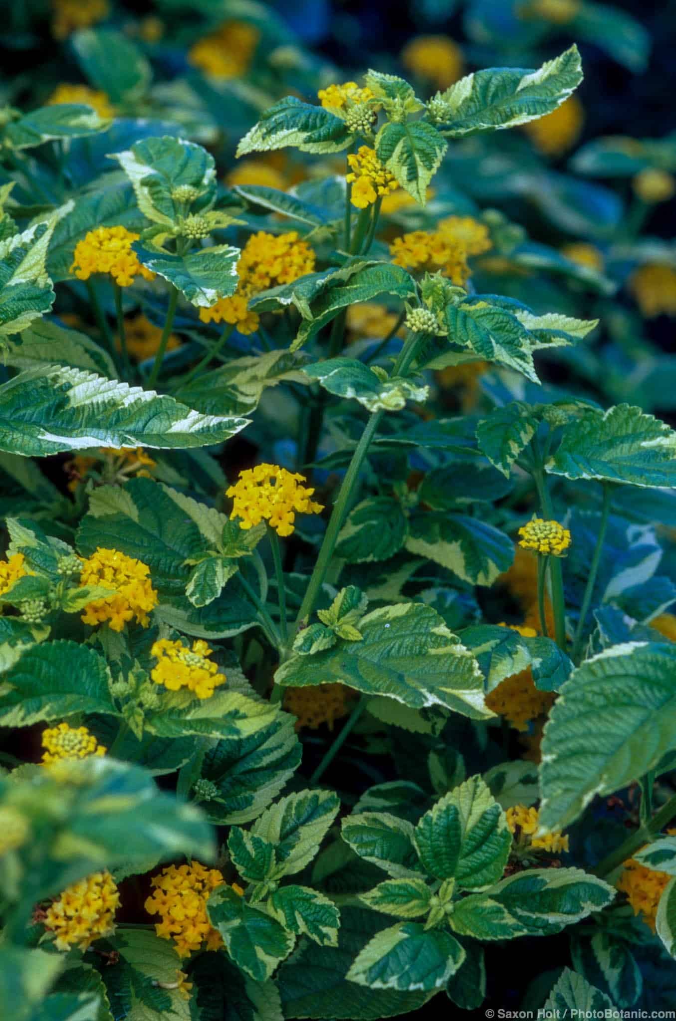 Lantana camara