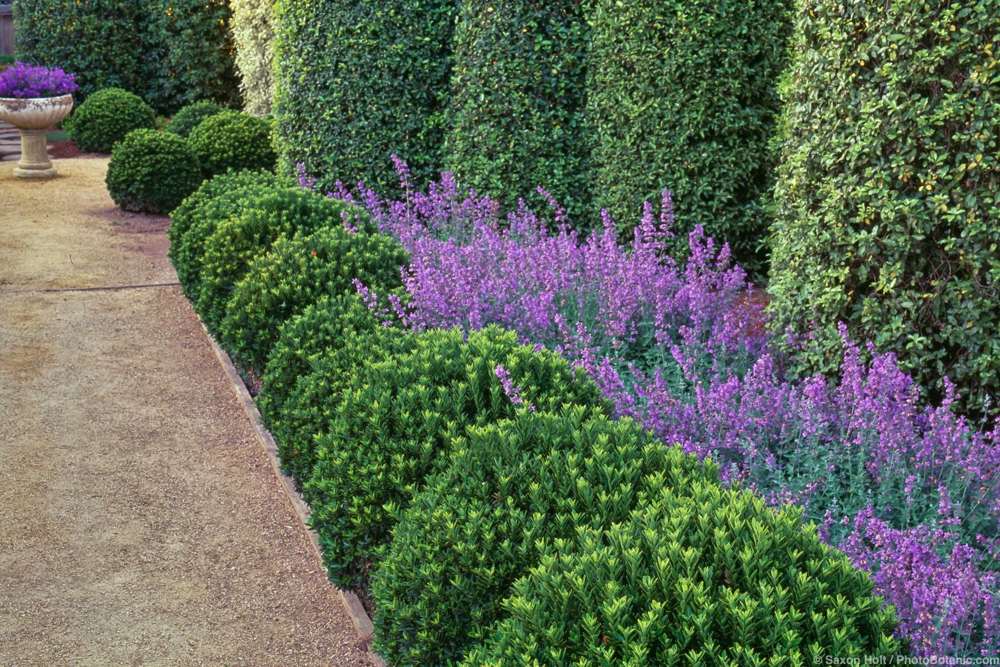 Euonymus japonicus