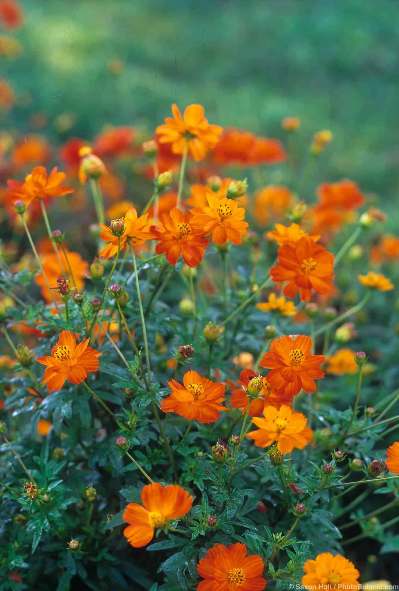 Cosmos sulphureus