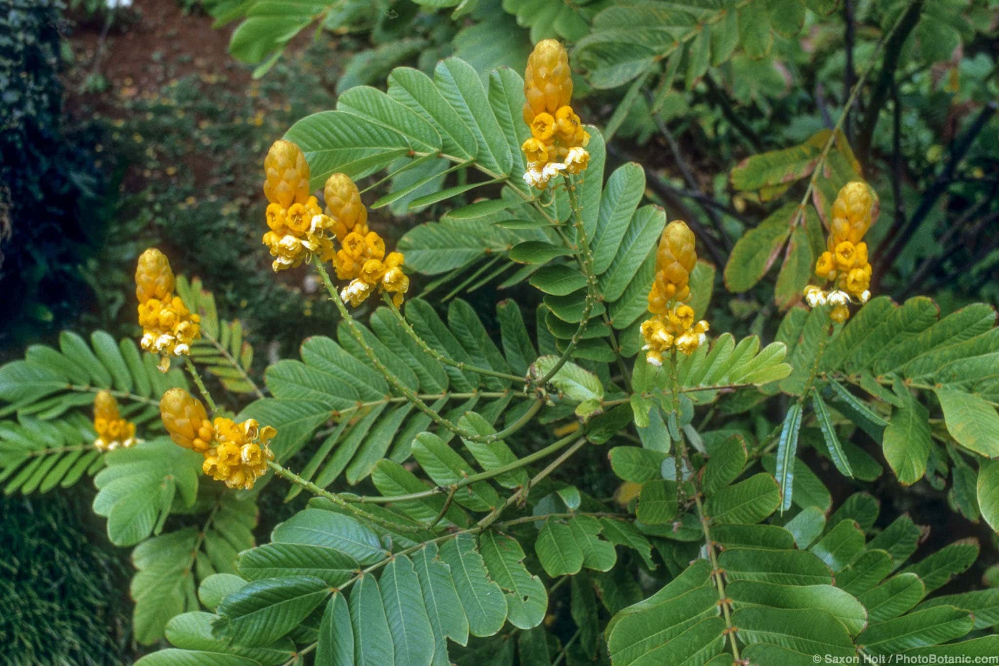 Senna alata