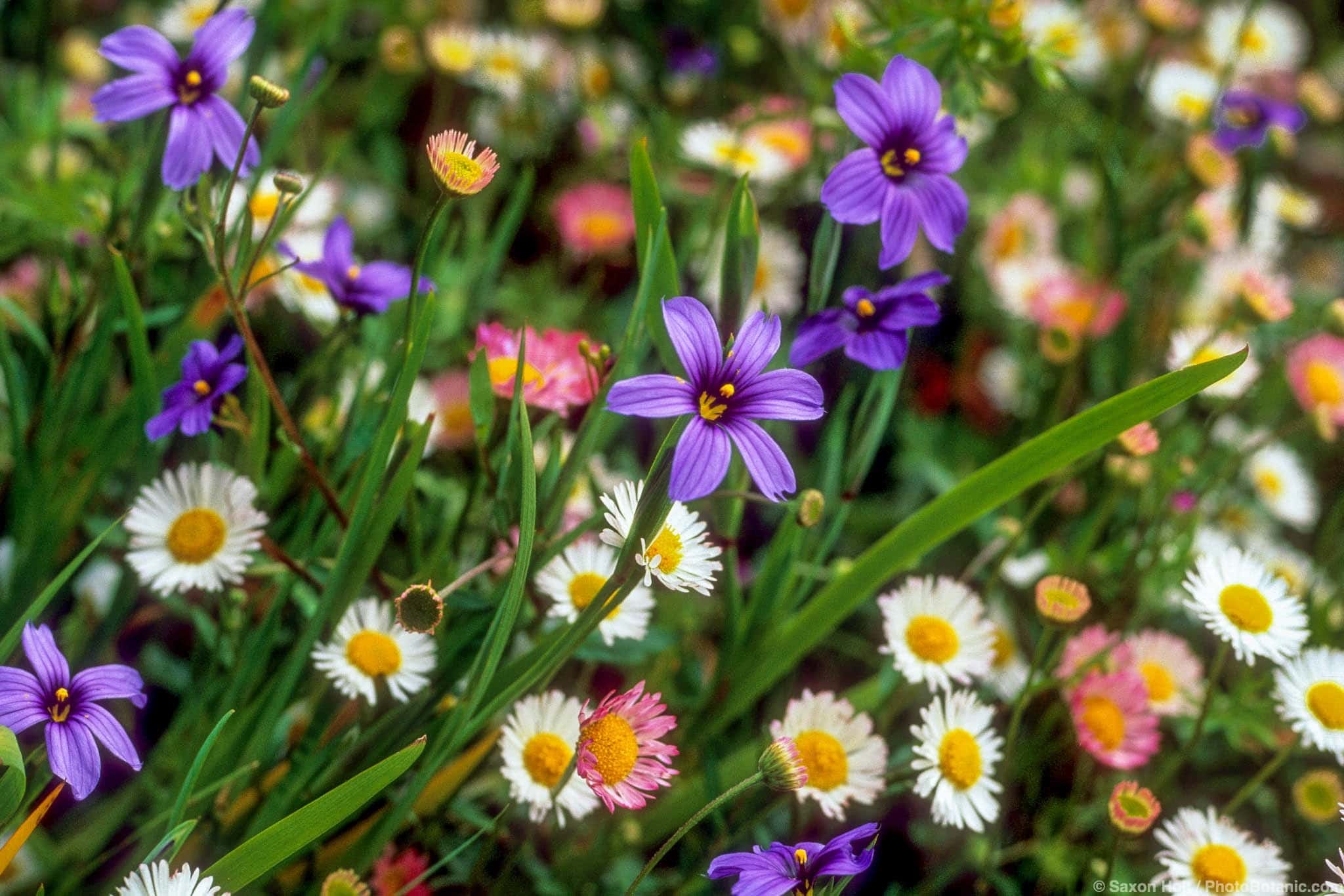 Sisyrinchium bellum