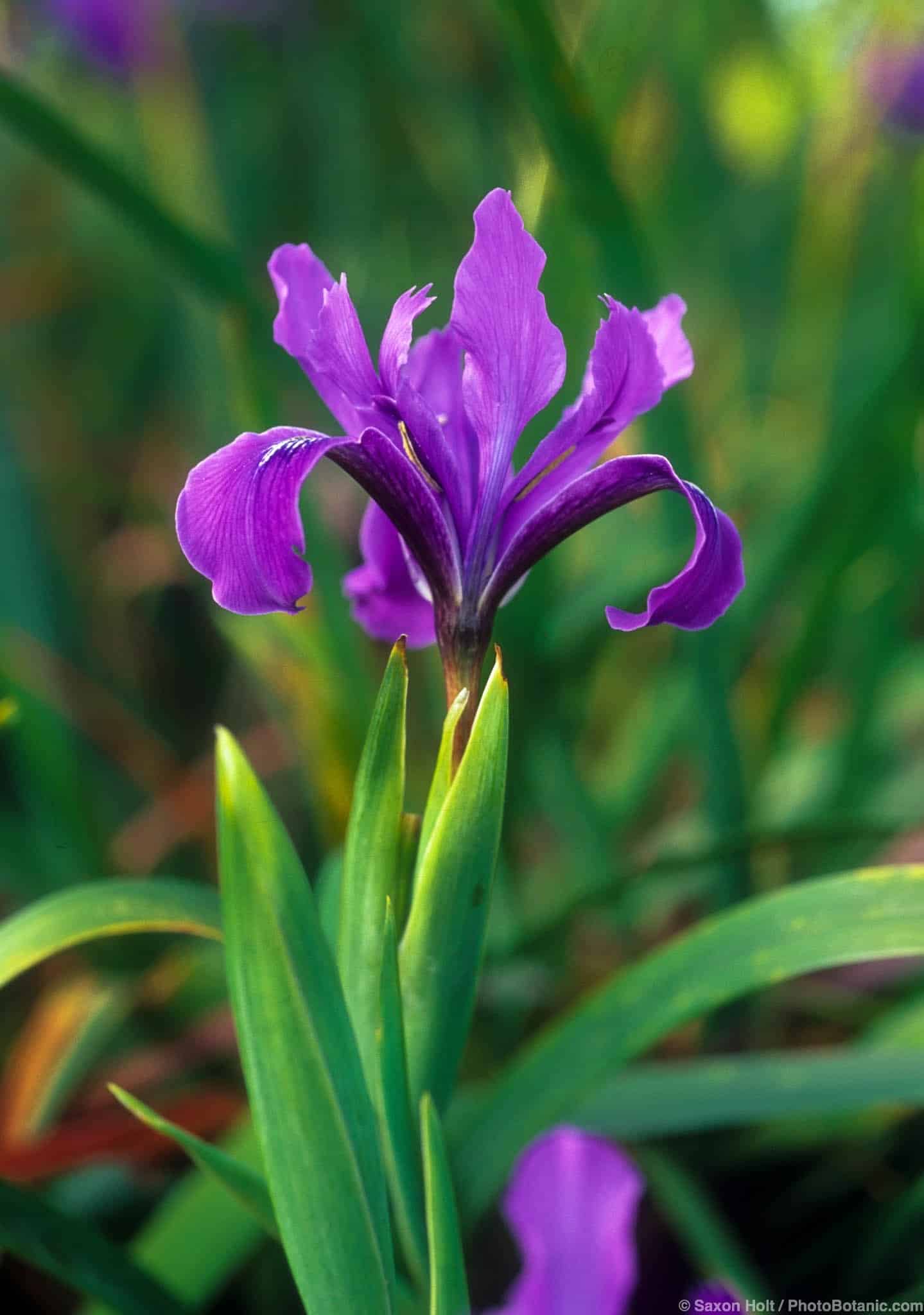 Iris douglasiana