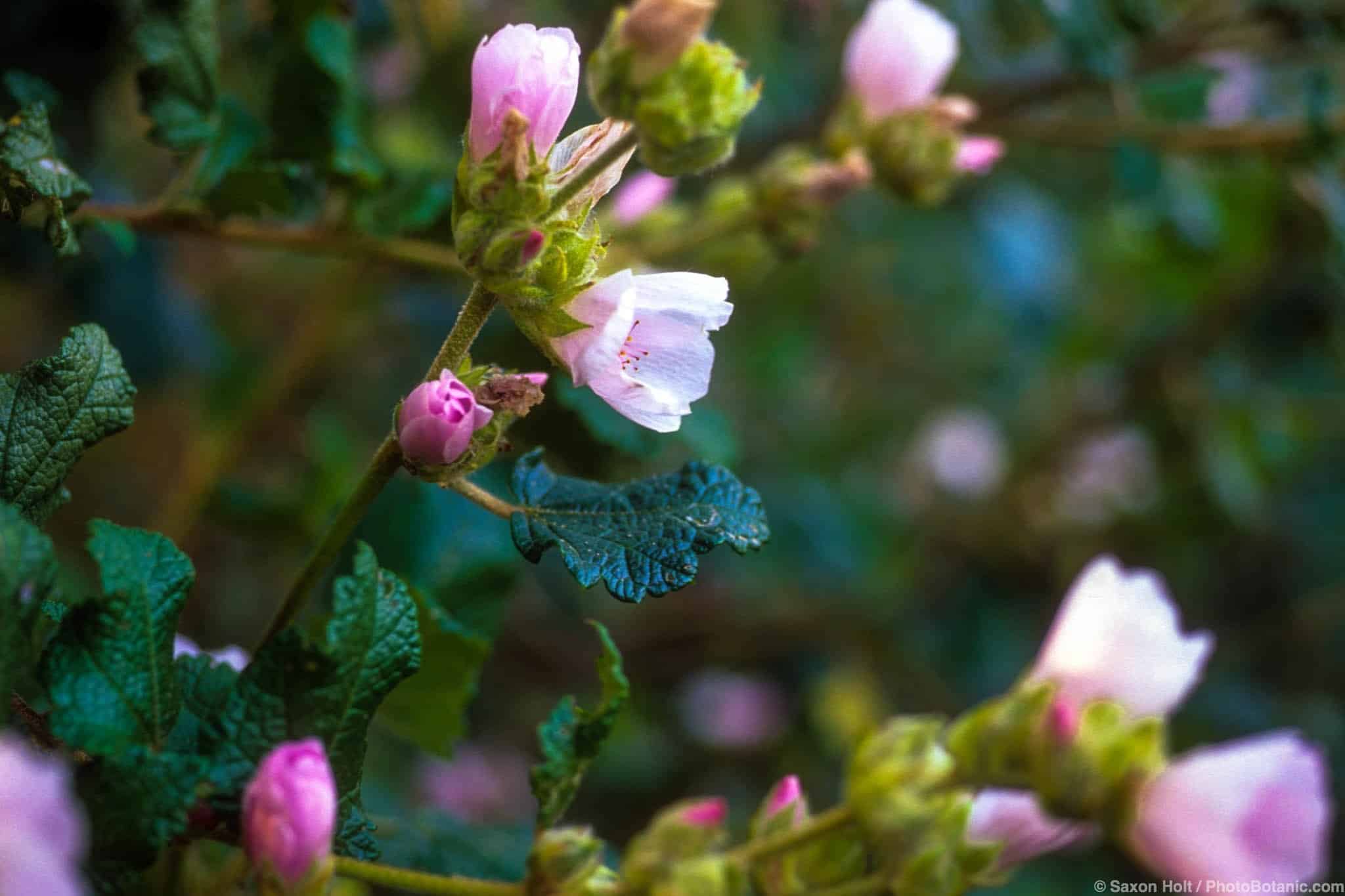 Malacothamnus fasciculatus