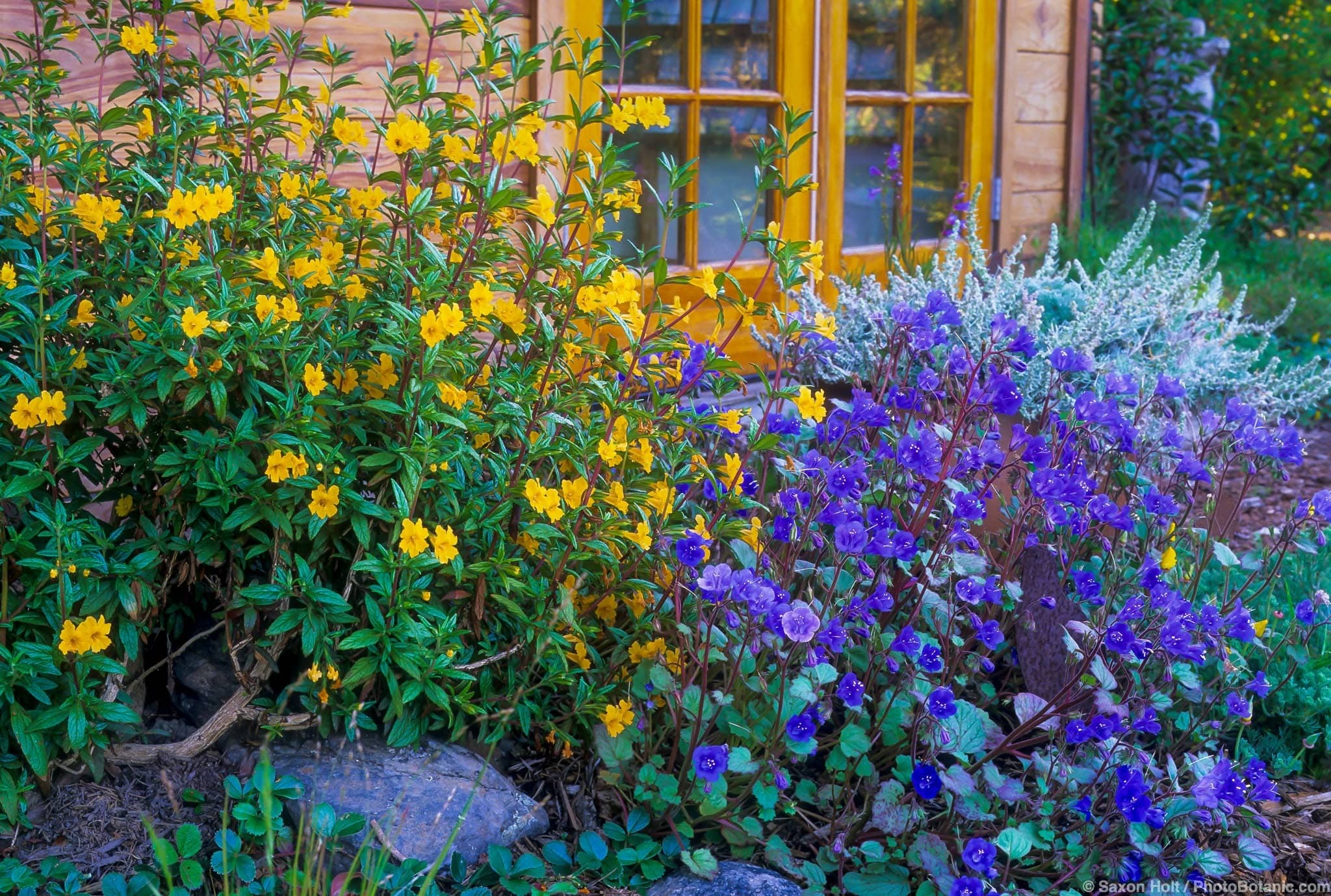 Mimulus aurantiacus and Phacelia campanularia