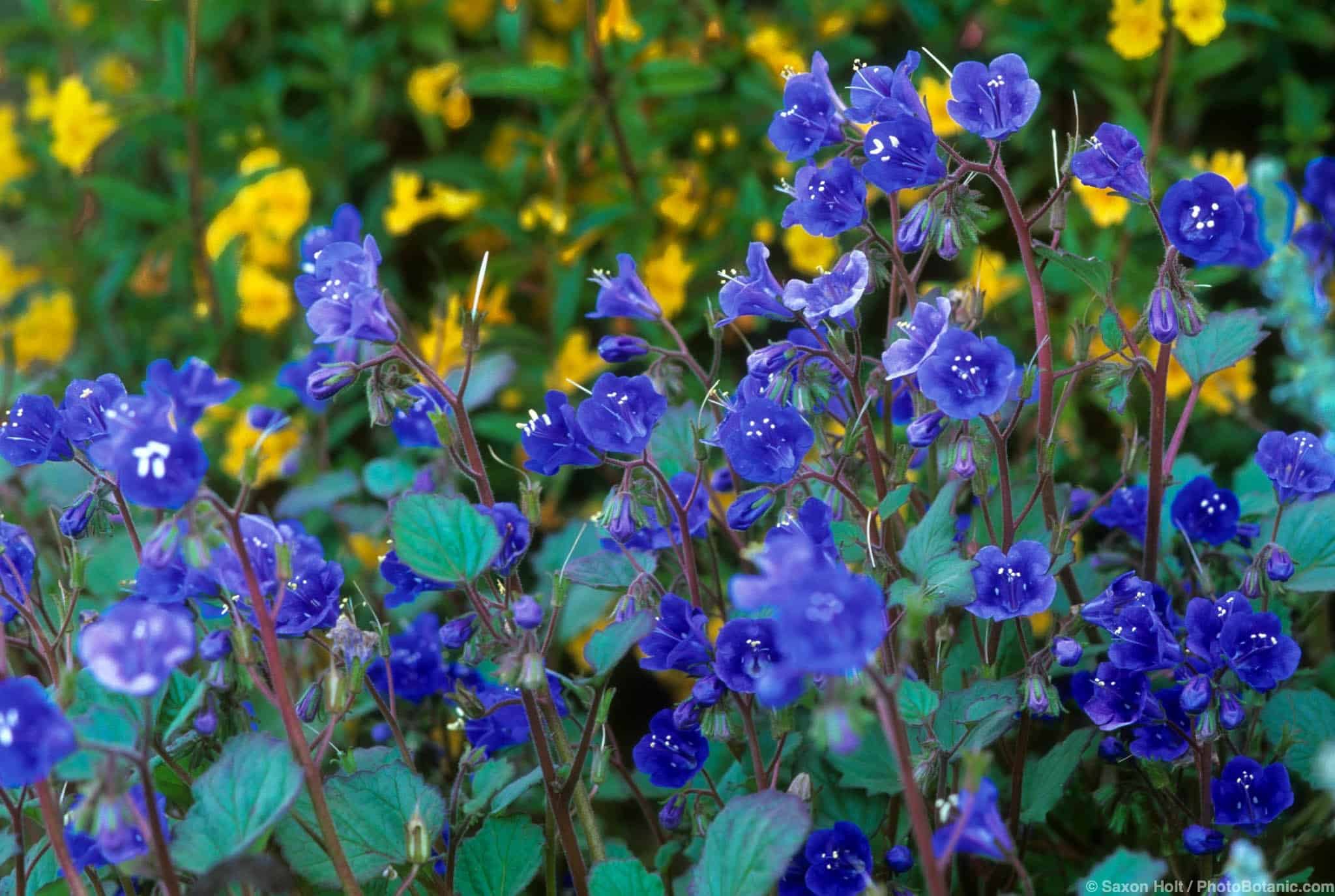 Phacelia campanularia