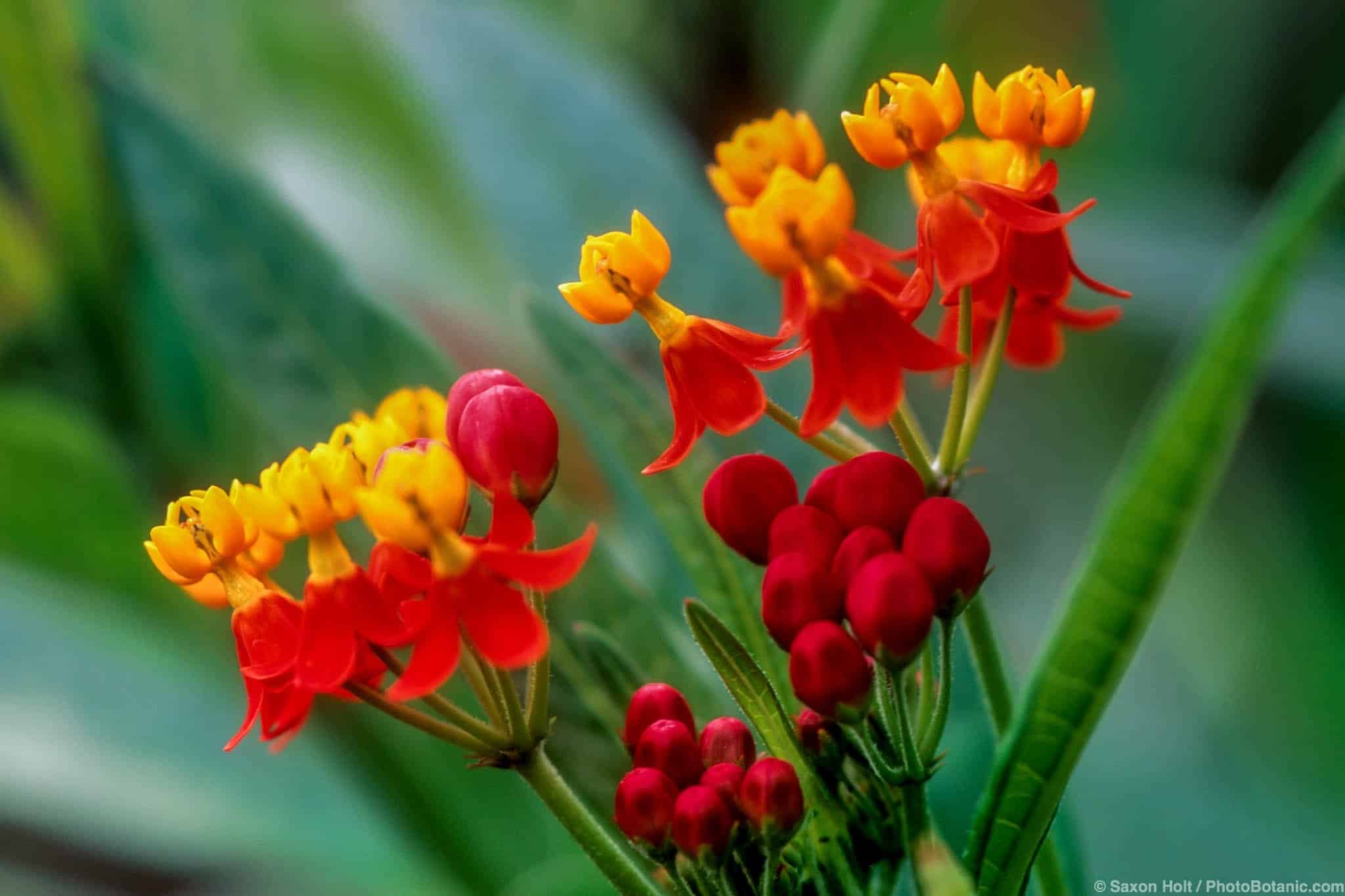 Asclepias tuberosa