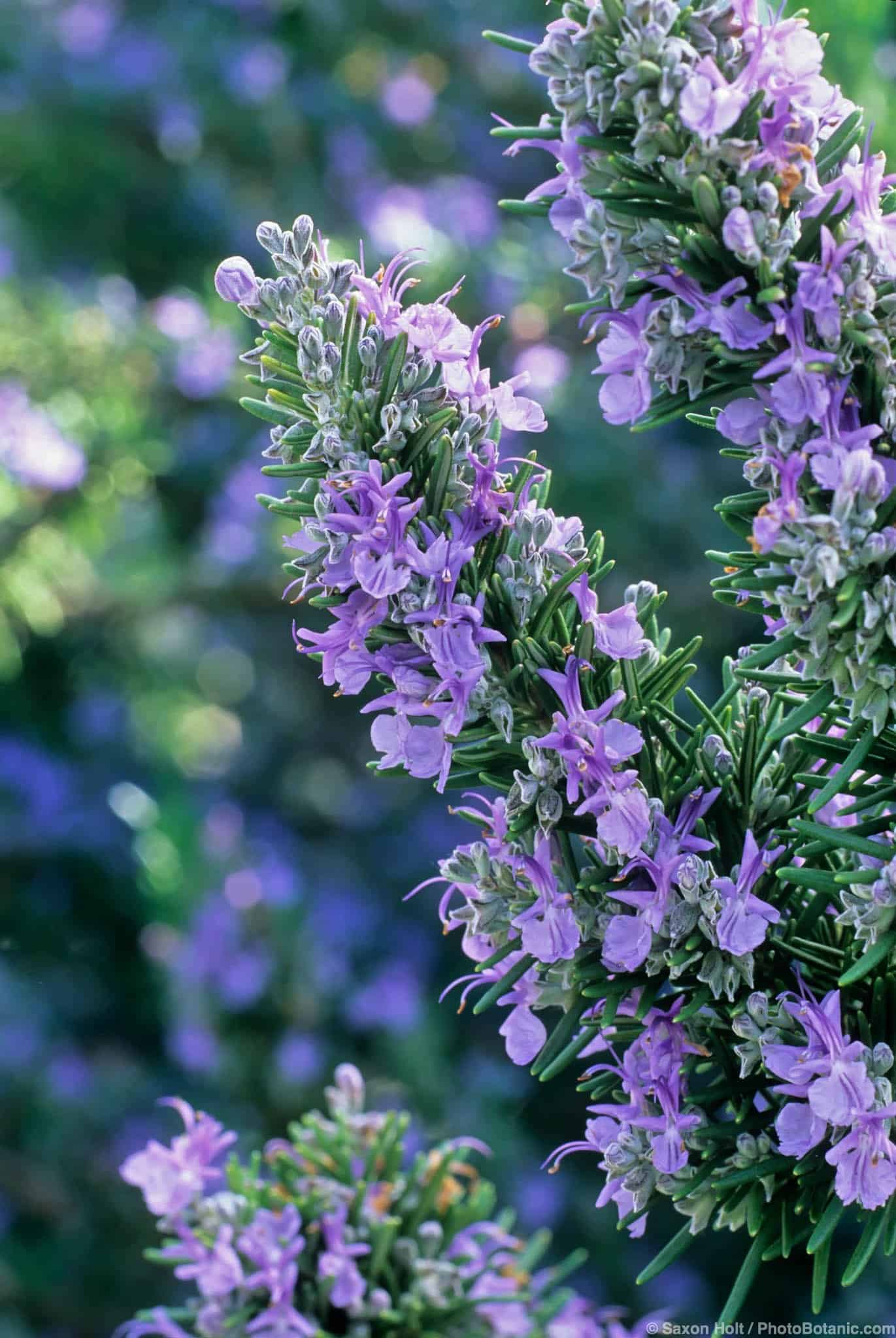 Salvia rosemarinus