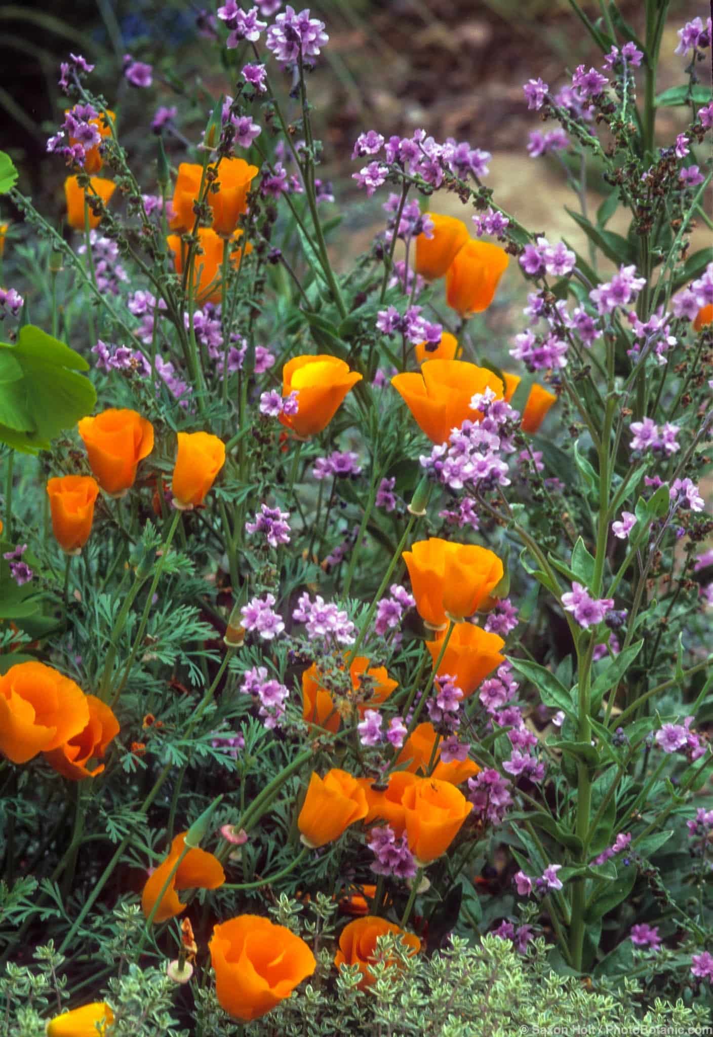 Eschscholzia californica