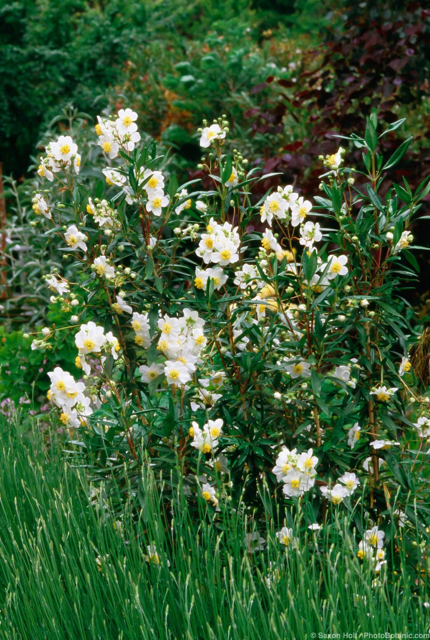 Carpenteria californica