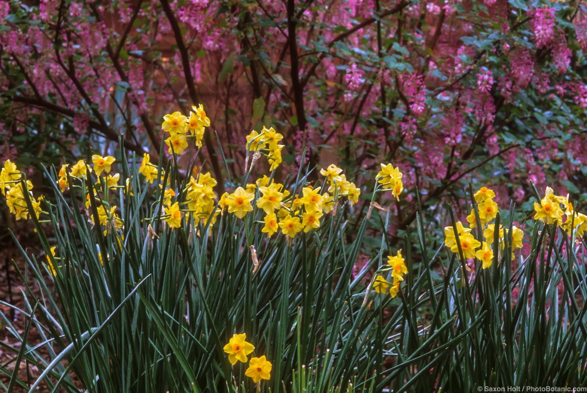 Narcissus ‘Scarlet Gem’