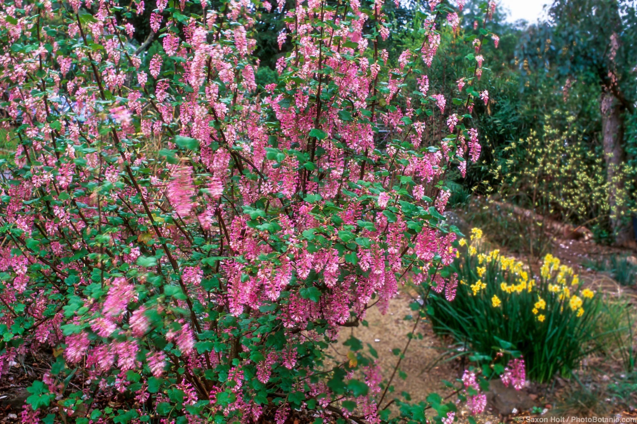 Ribes sanguineum