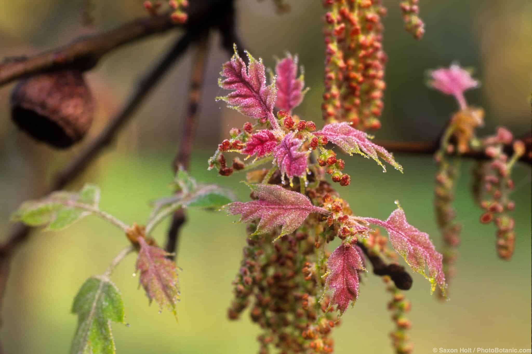 Quercus kelloggii