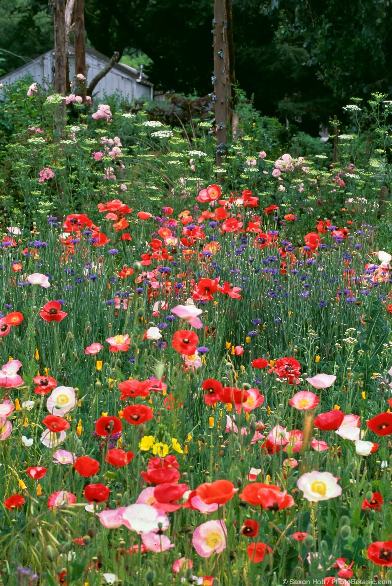 Papaver rhoeas