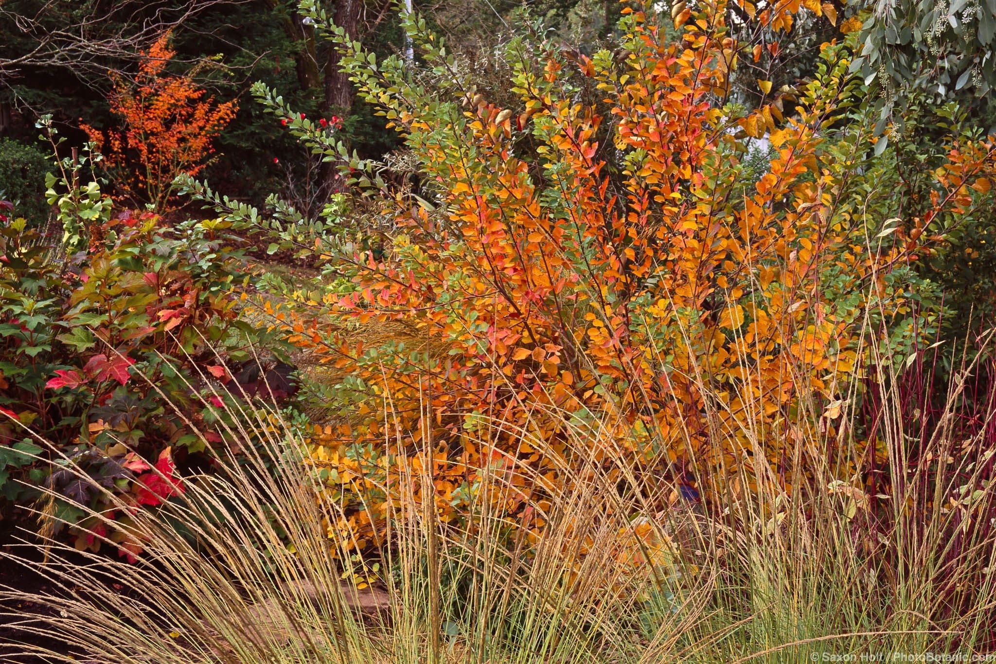 Cotinus coggygria