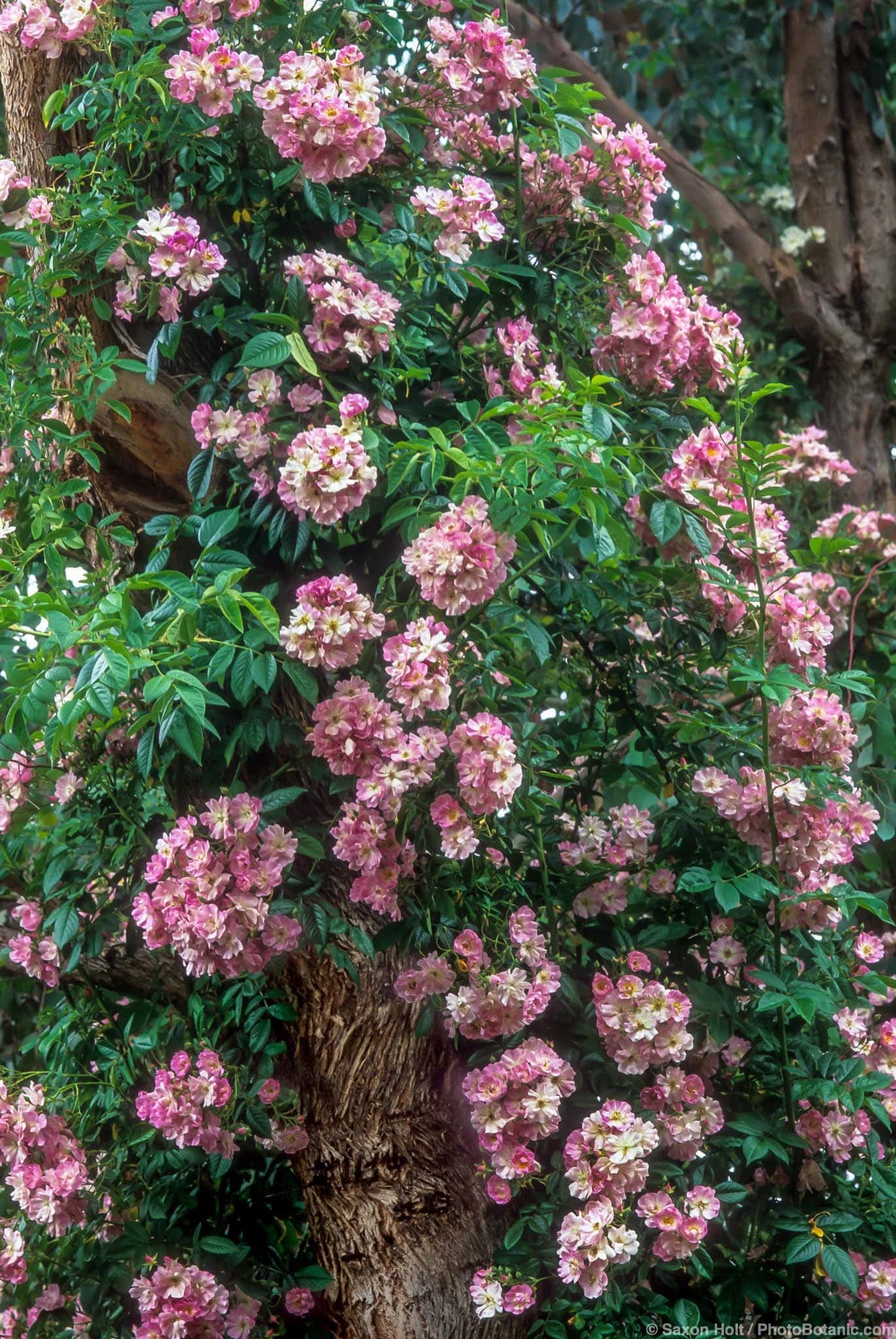 Rosa ‘Apple Blossom’