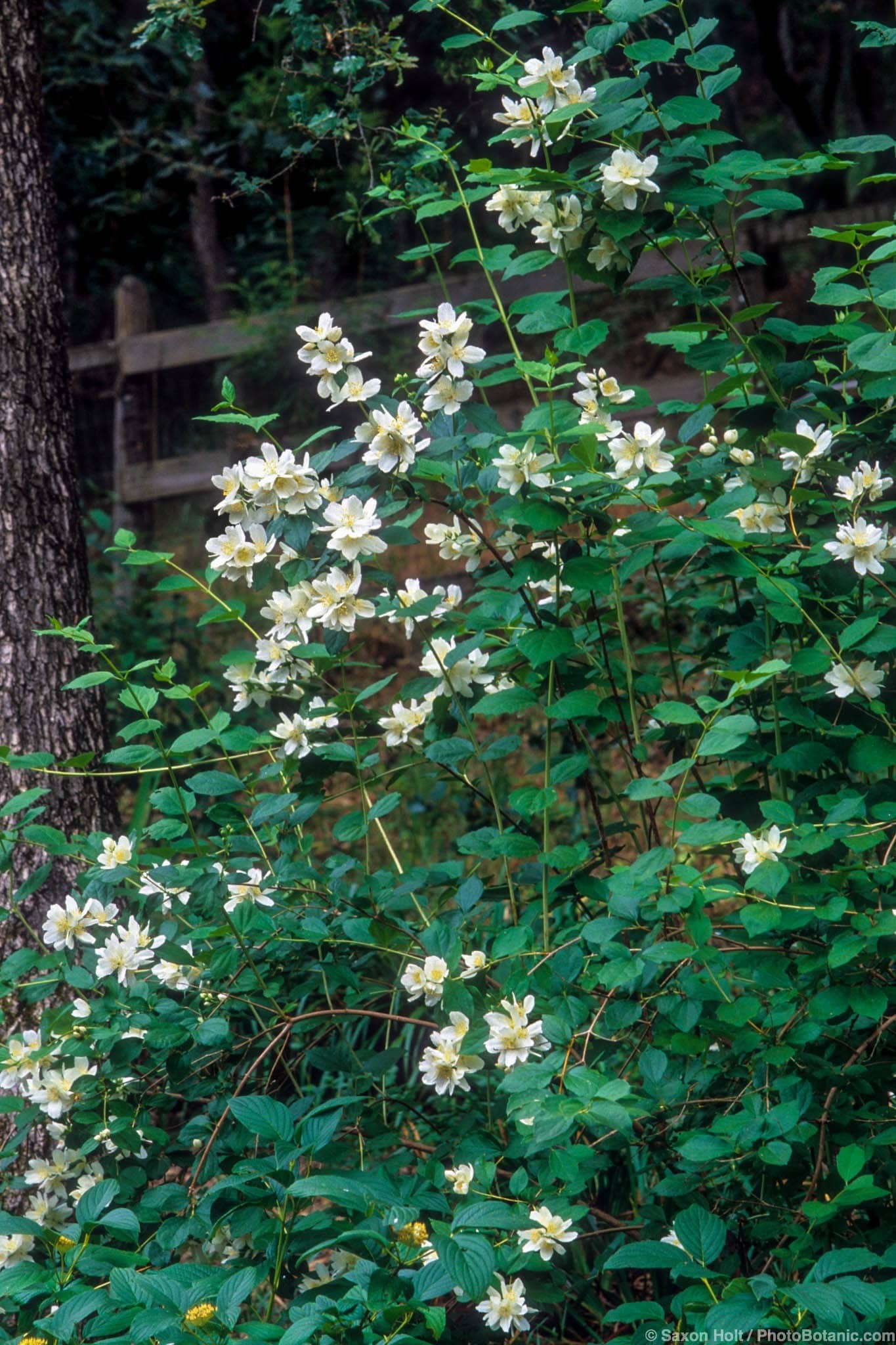 Philadelphus lewisii