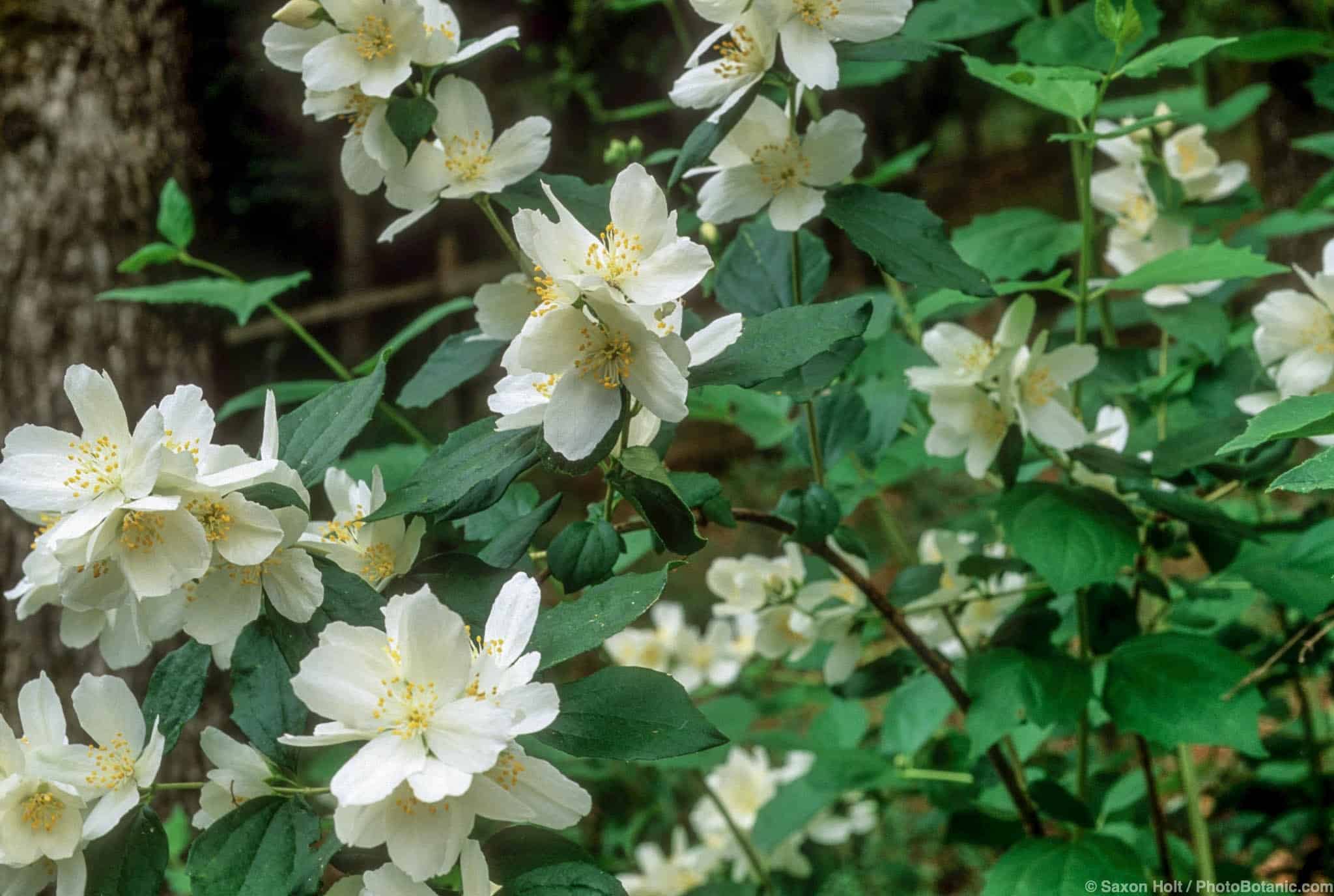 Philadelphus lewisii