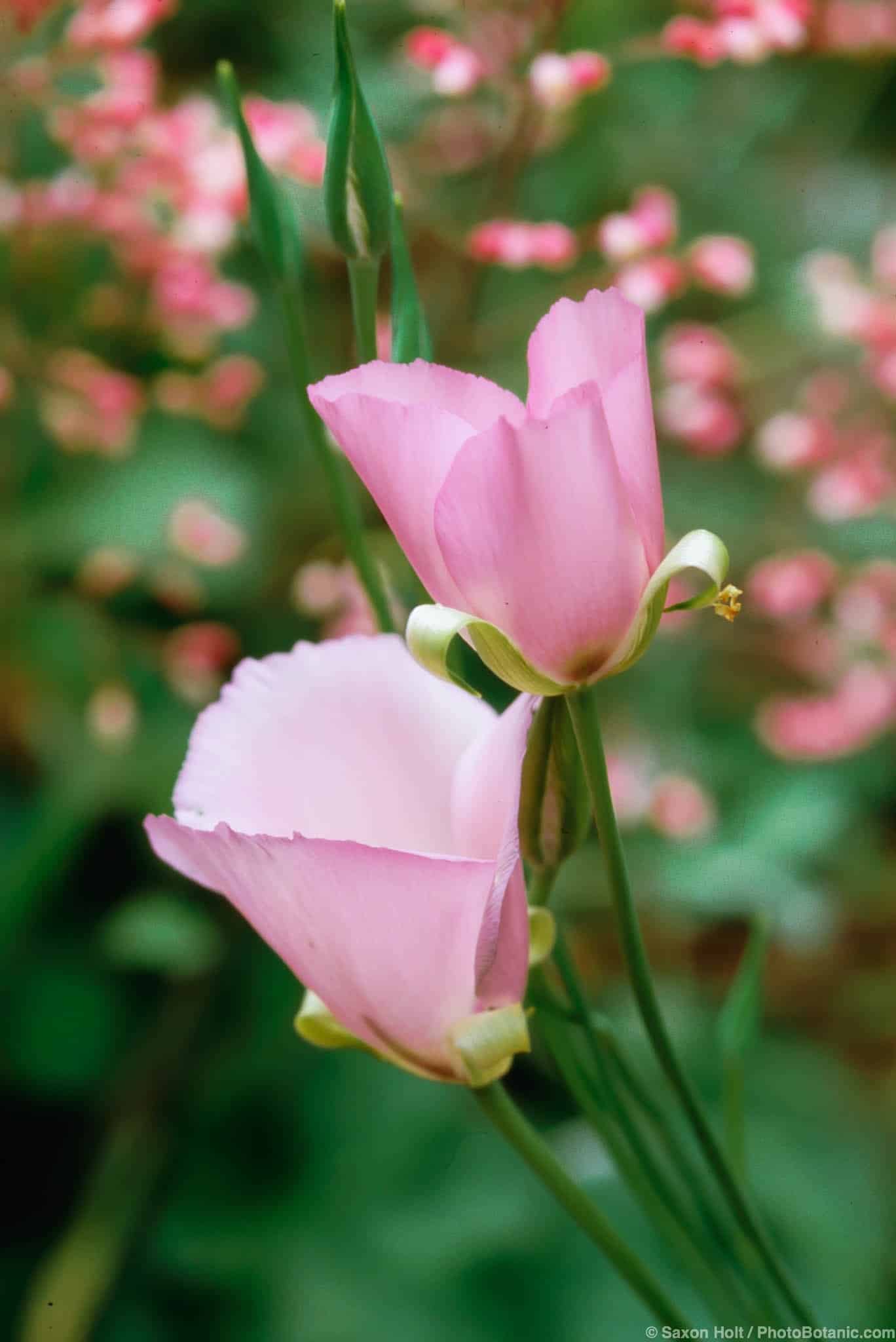 Calochortus