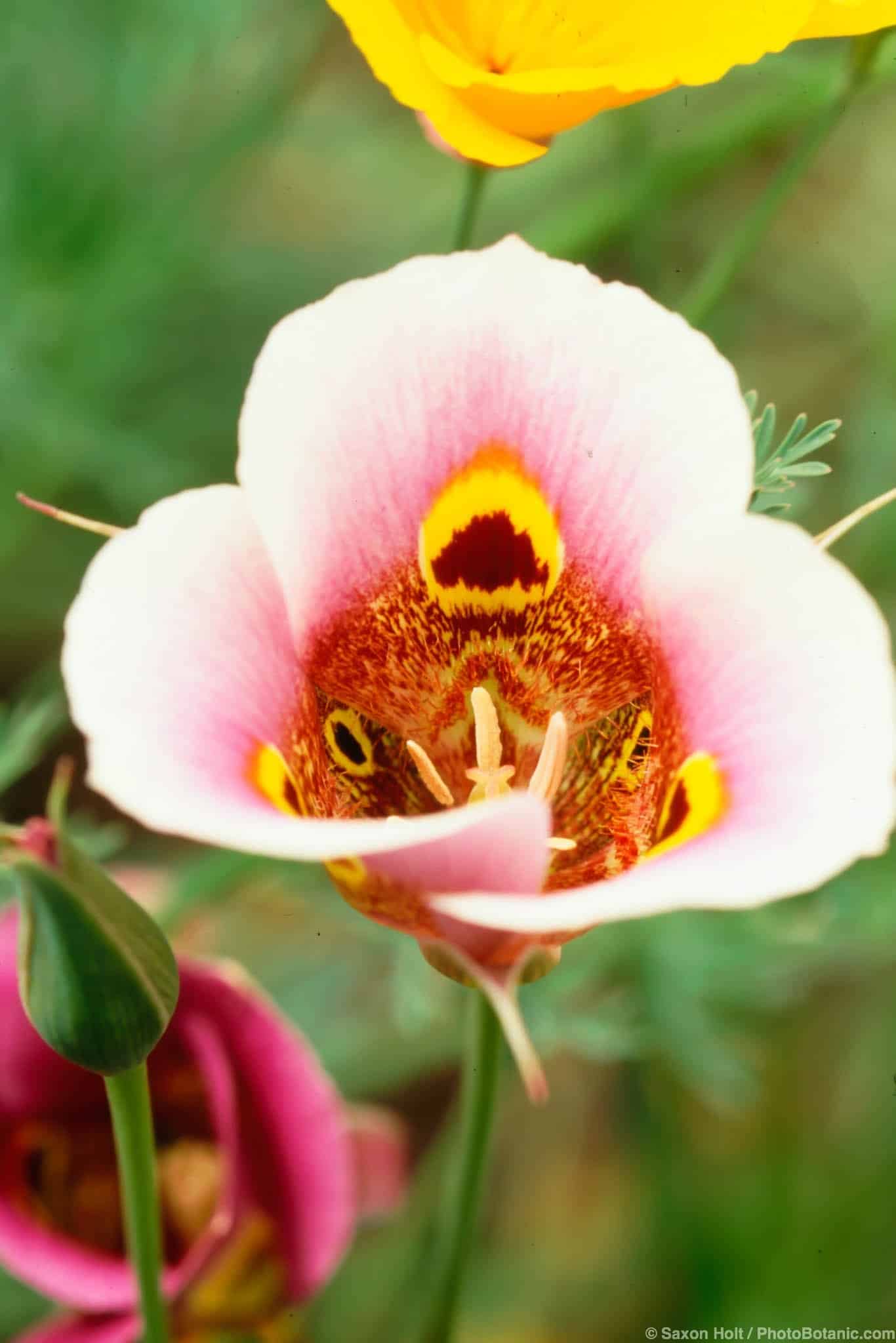 Calochortus superbus