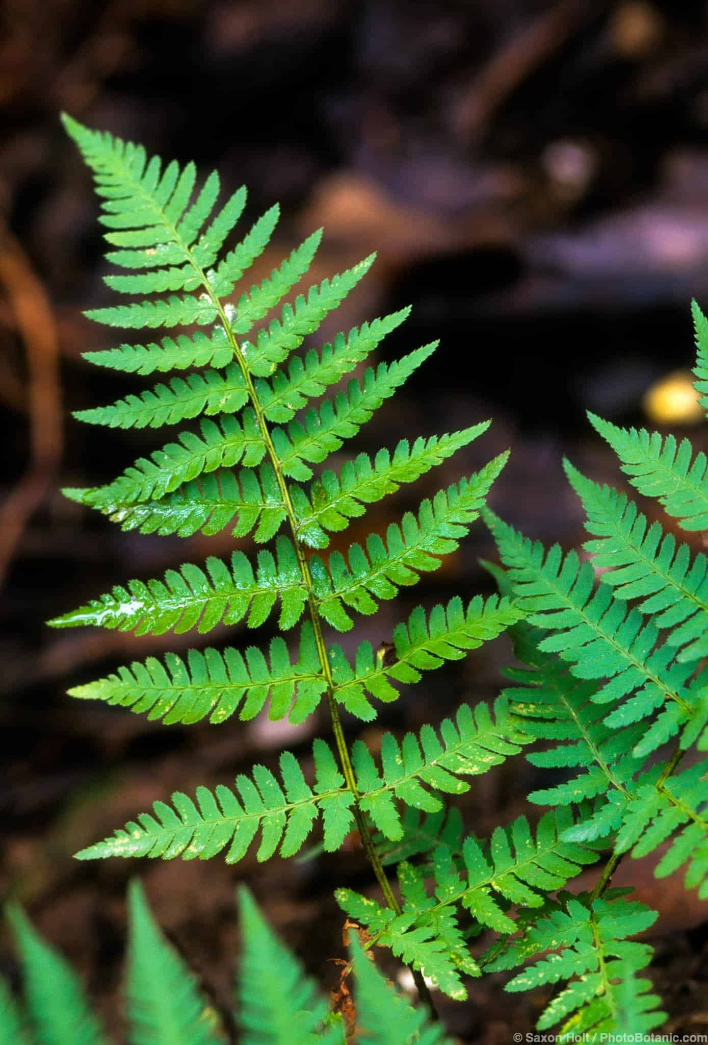 Dryopteris arguta