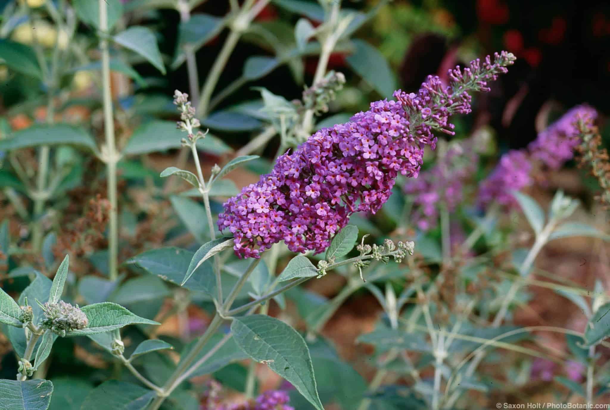 Buddleja davidii