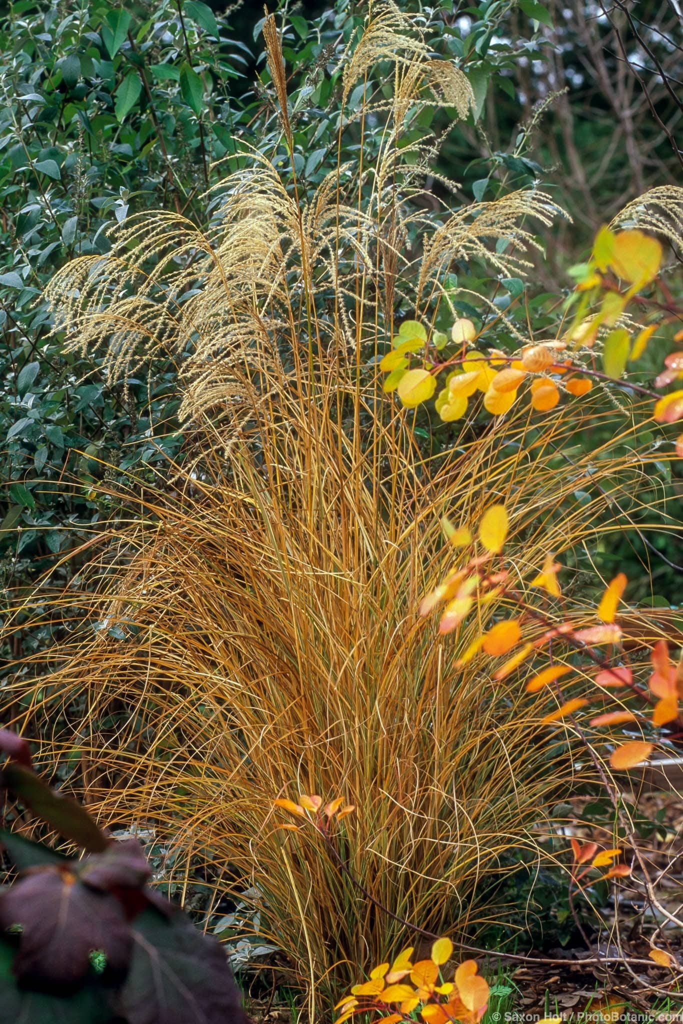 Miscanthus sinensis