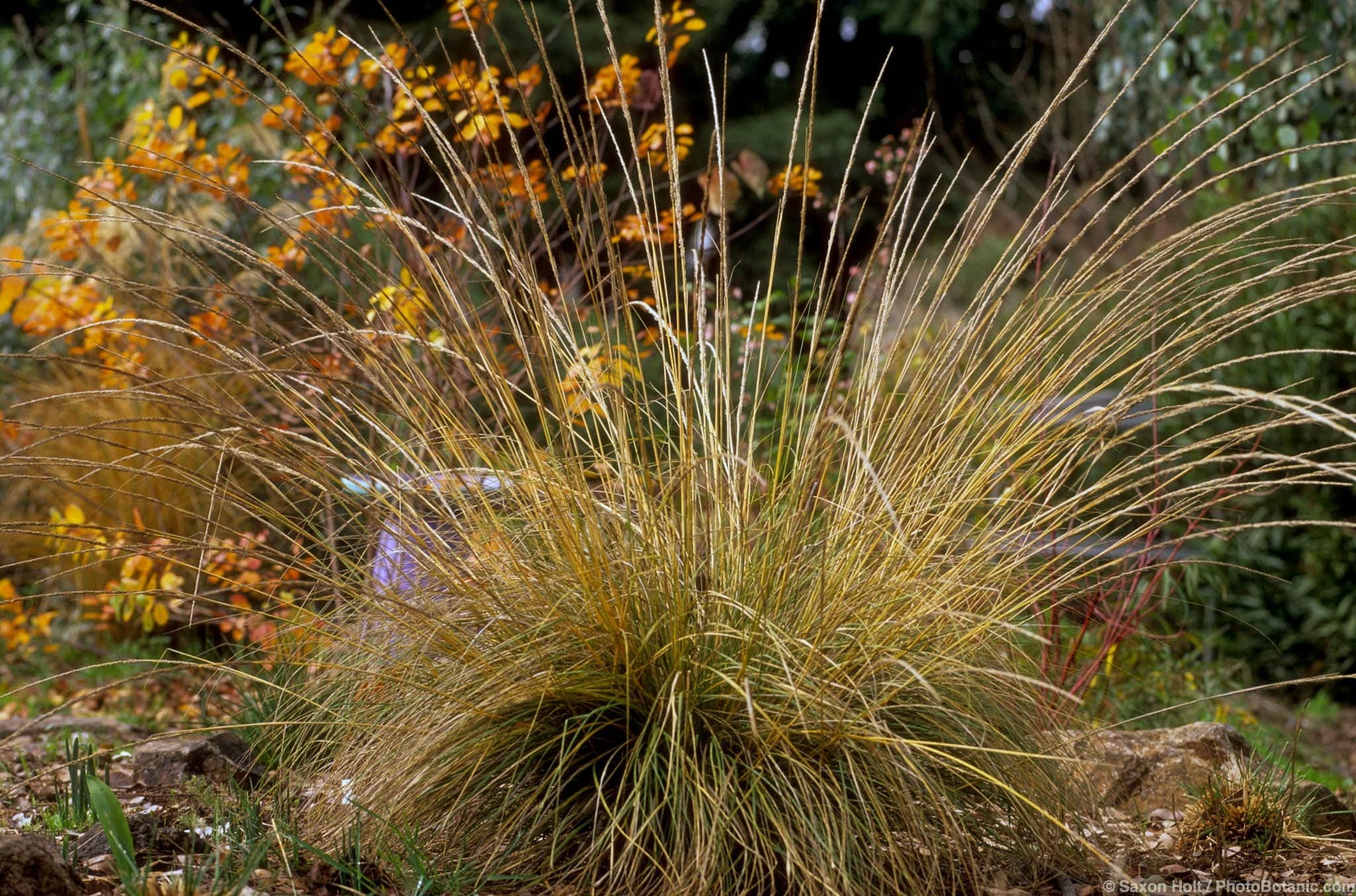 Muhlenbergia rigens