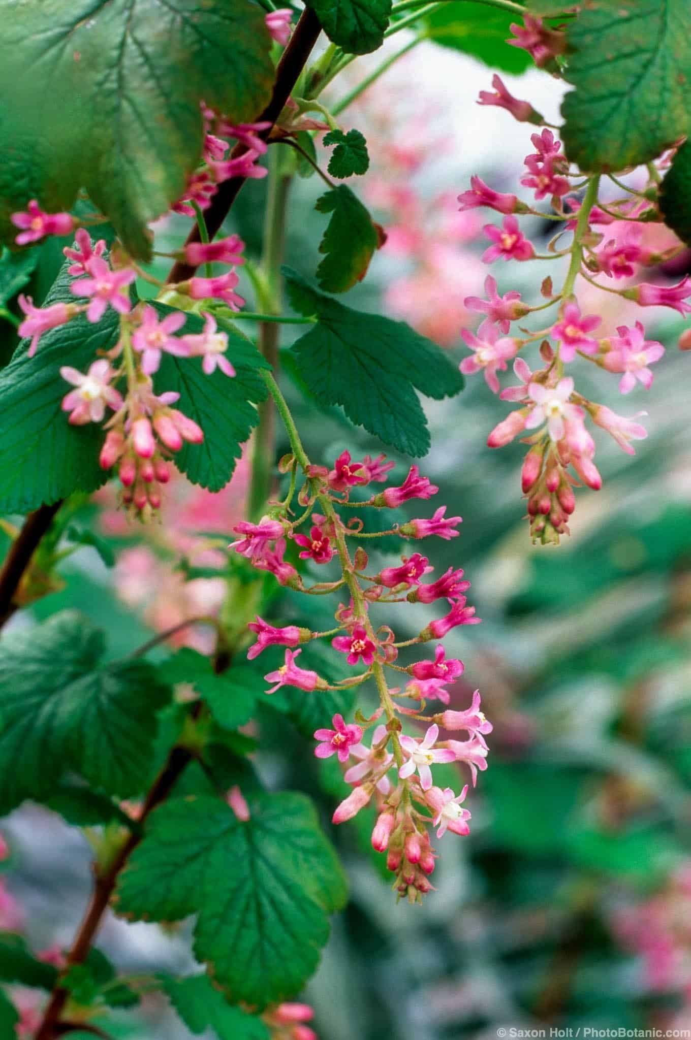 Ribes sanguineum