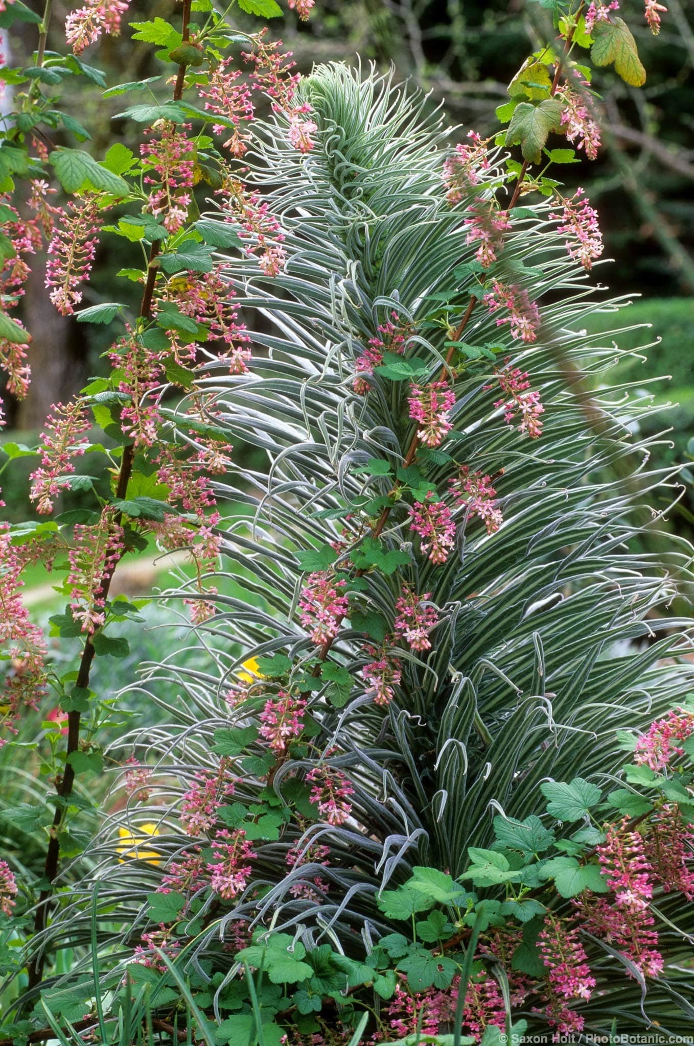 Echium wildpretii