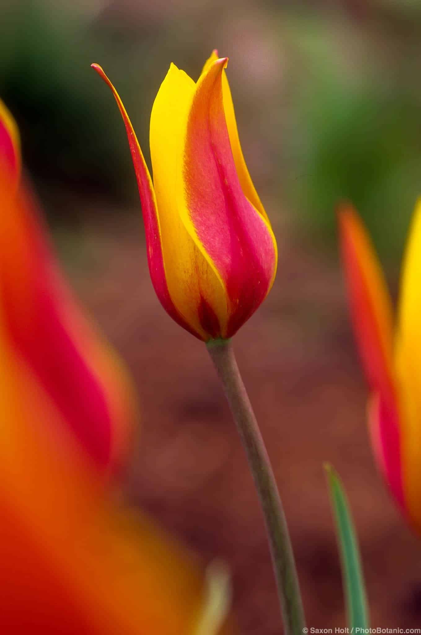 Tulipa clusiana