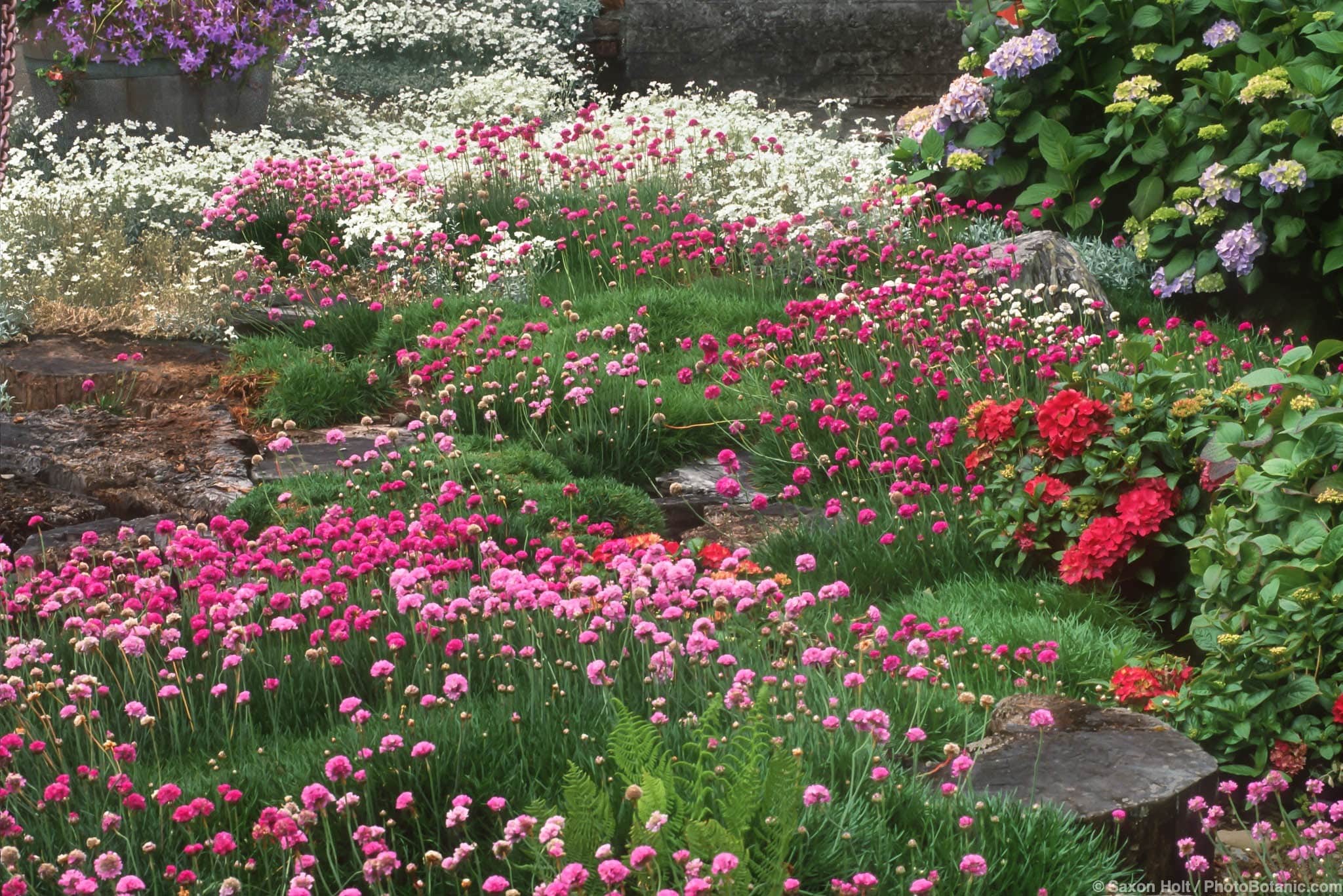 Armeria maritima