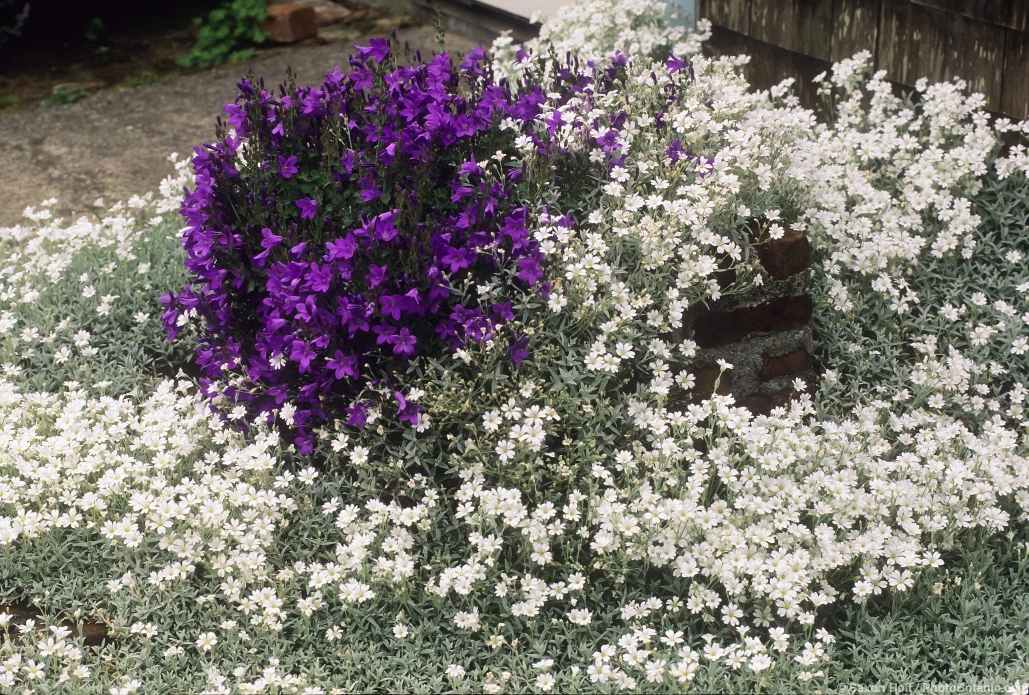 Cerastium tomentosum