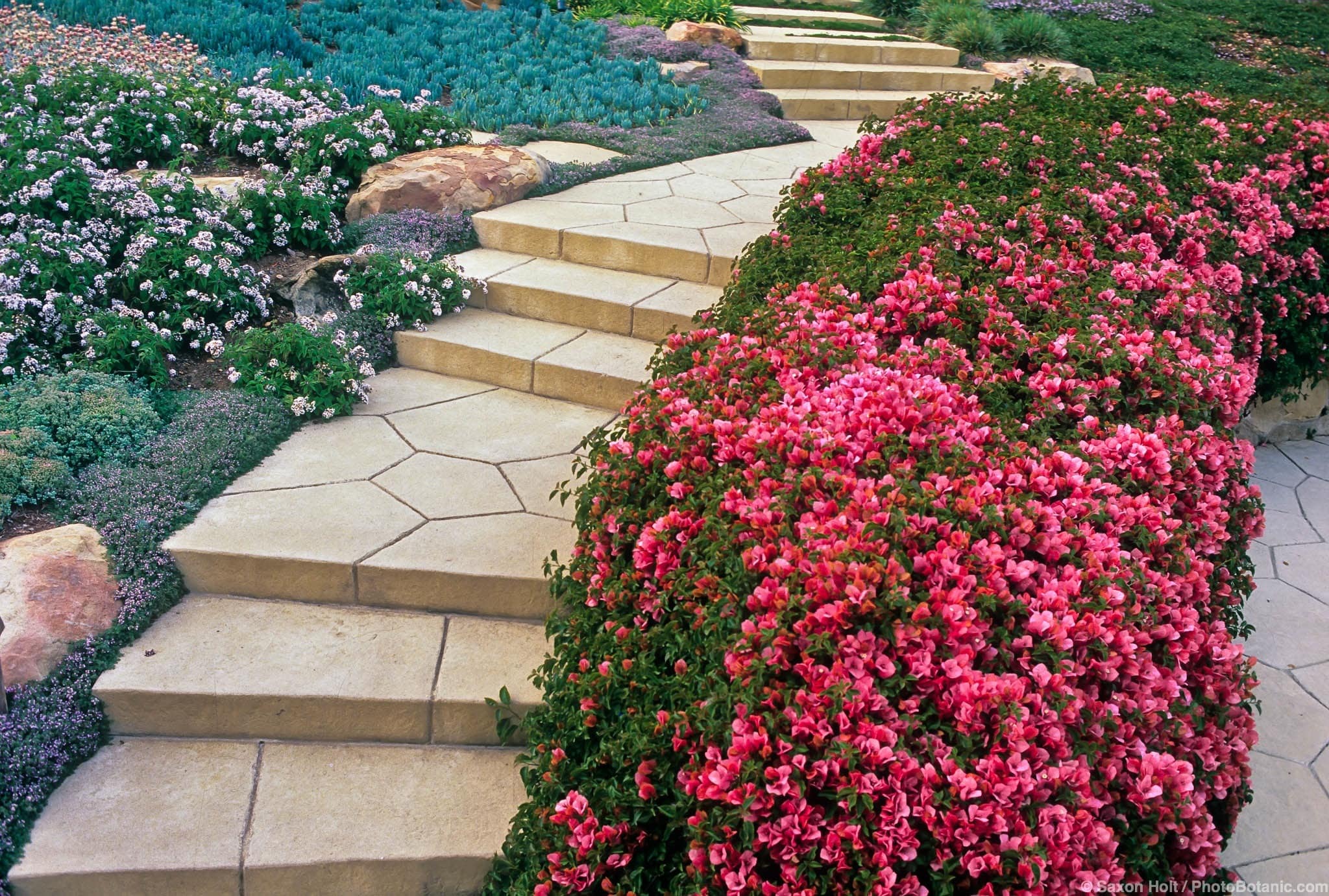 Bougainvillea